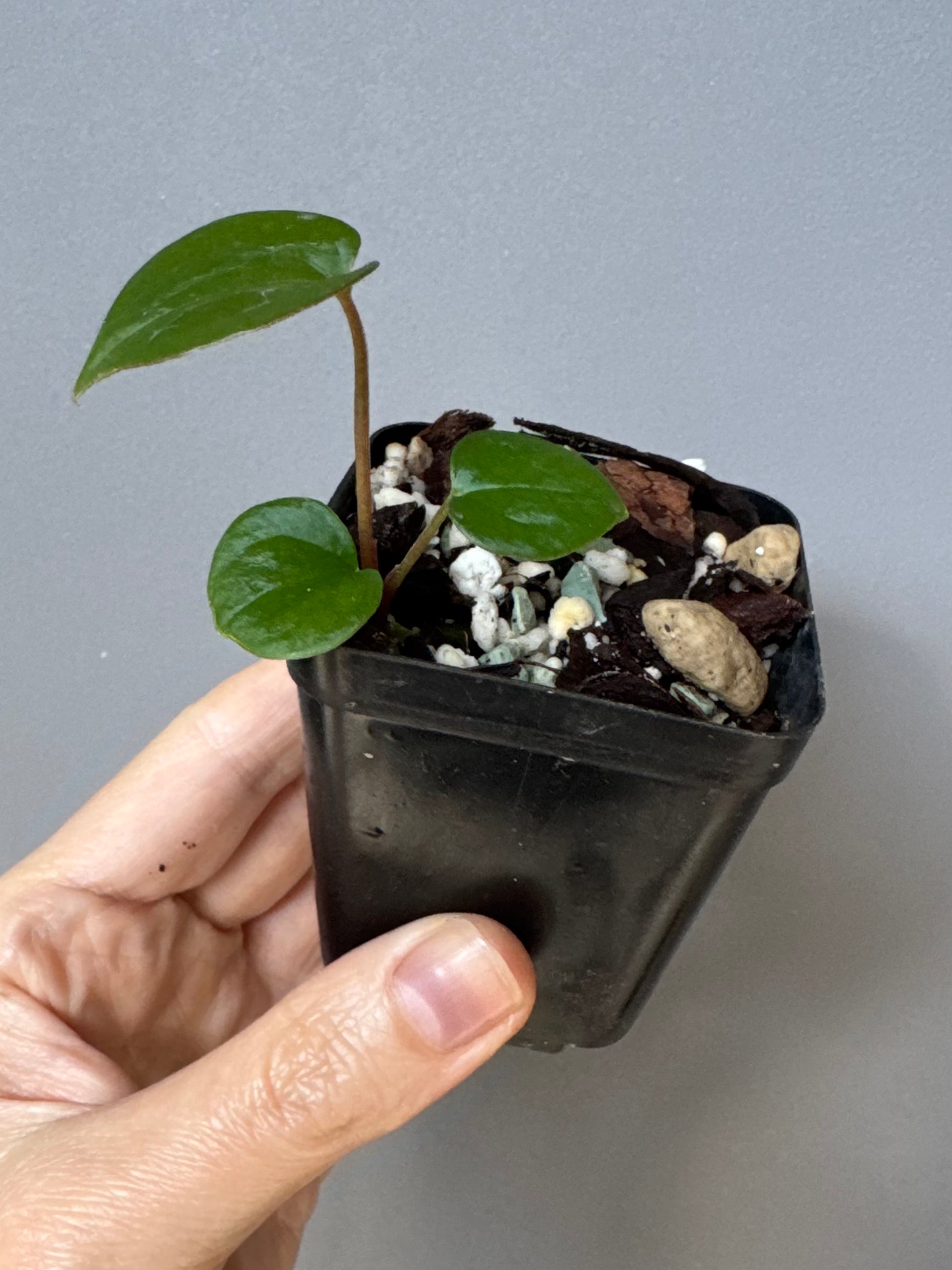 Anthurium RVDP - Red Vein Dark Phoenix - clone
