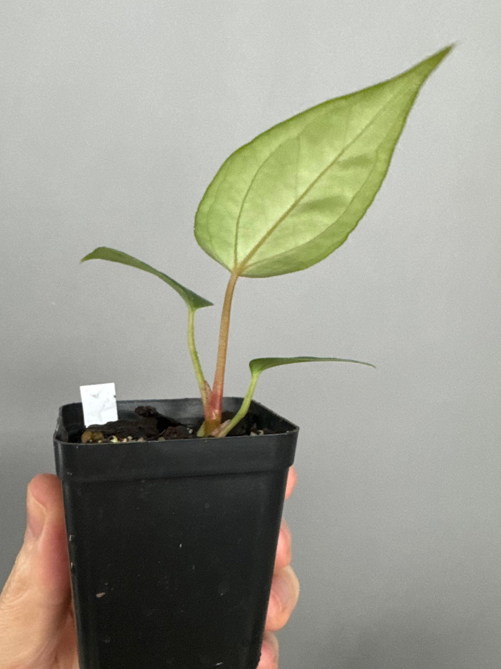 Anthurium (PapillilaminumX x (KOS x Silver Blush)) X (NSE Red Crystallinum x carlablackiae)