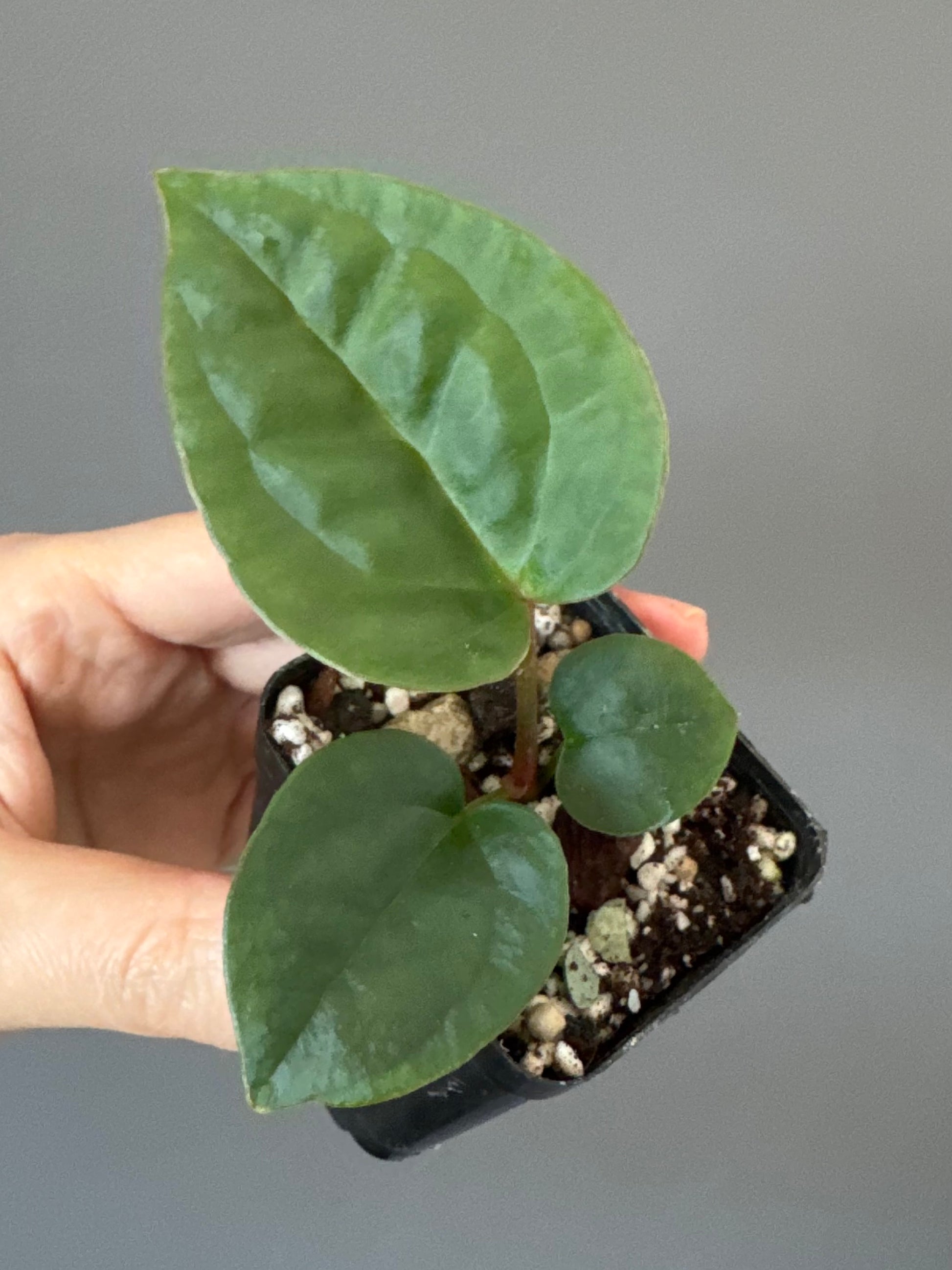Anthurium ZxM x luxurians