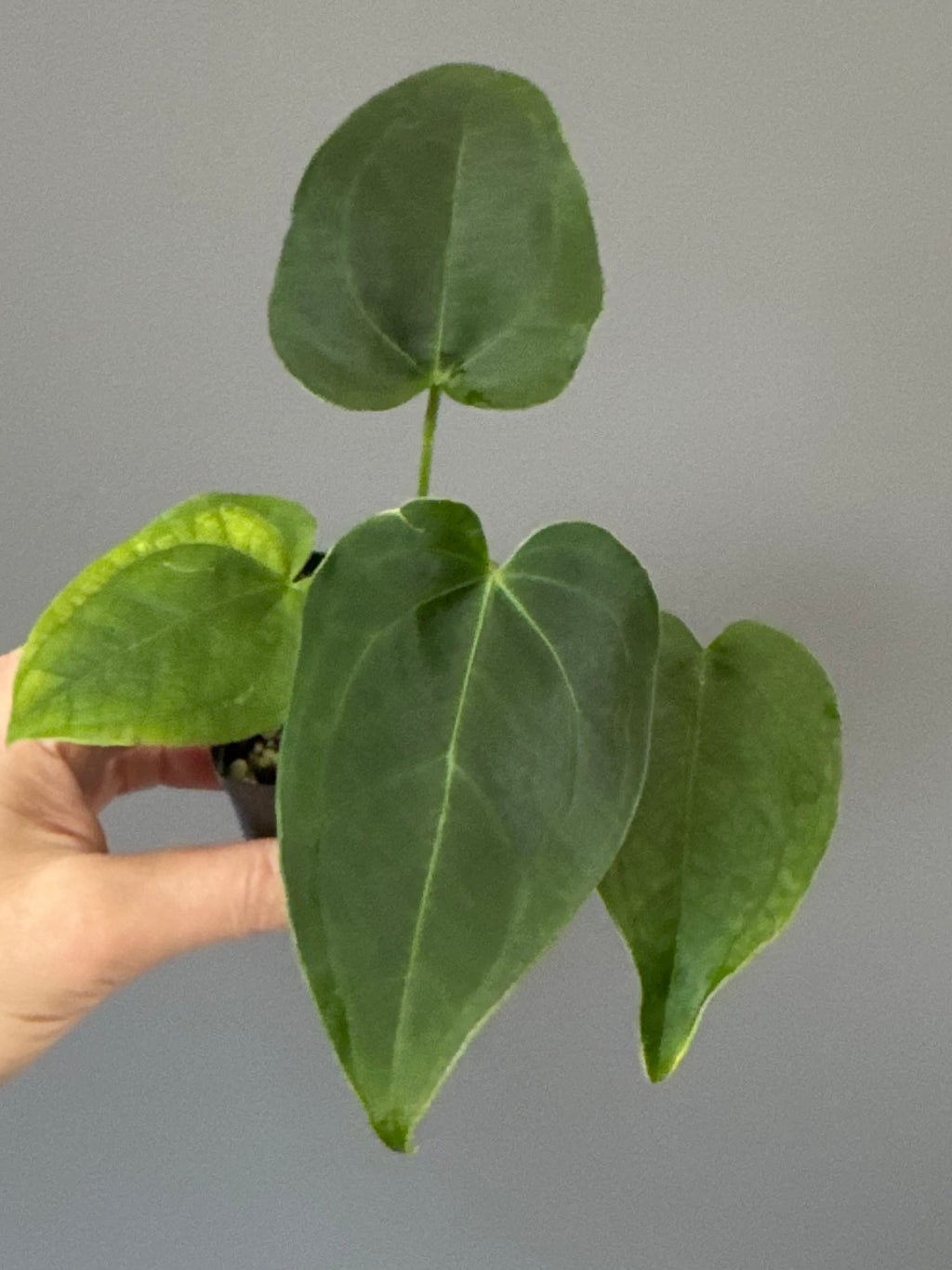 Anthurium Queen of Hearts x Besseae aff. OR forgetii (nordicplantdiary)