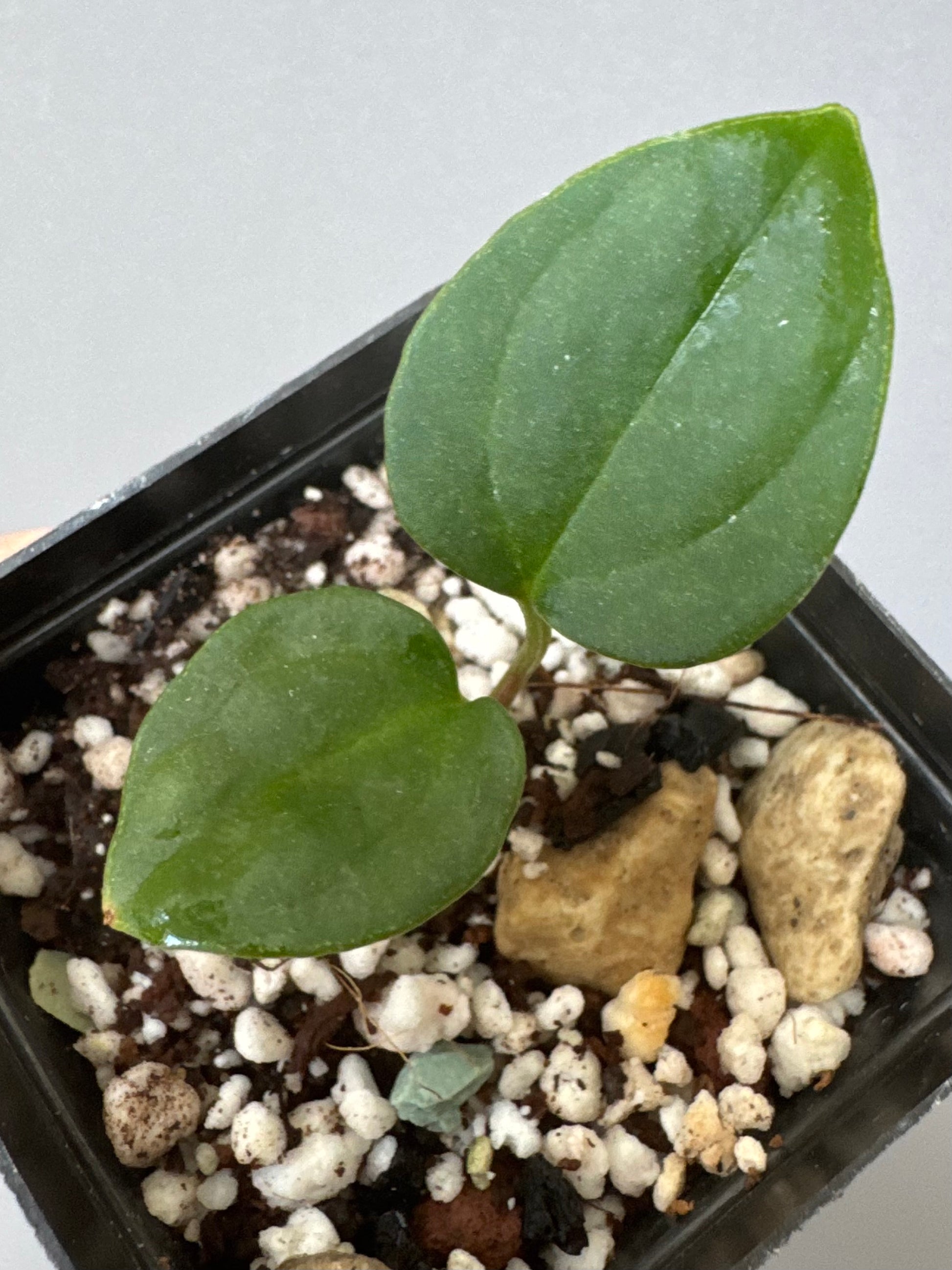 Anthurium ((Midnight Velvet x Red Studd) x NSE CarlaX) x (BVEP x Luxurians)