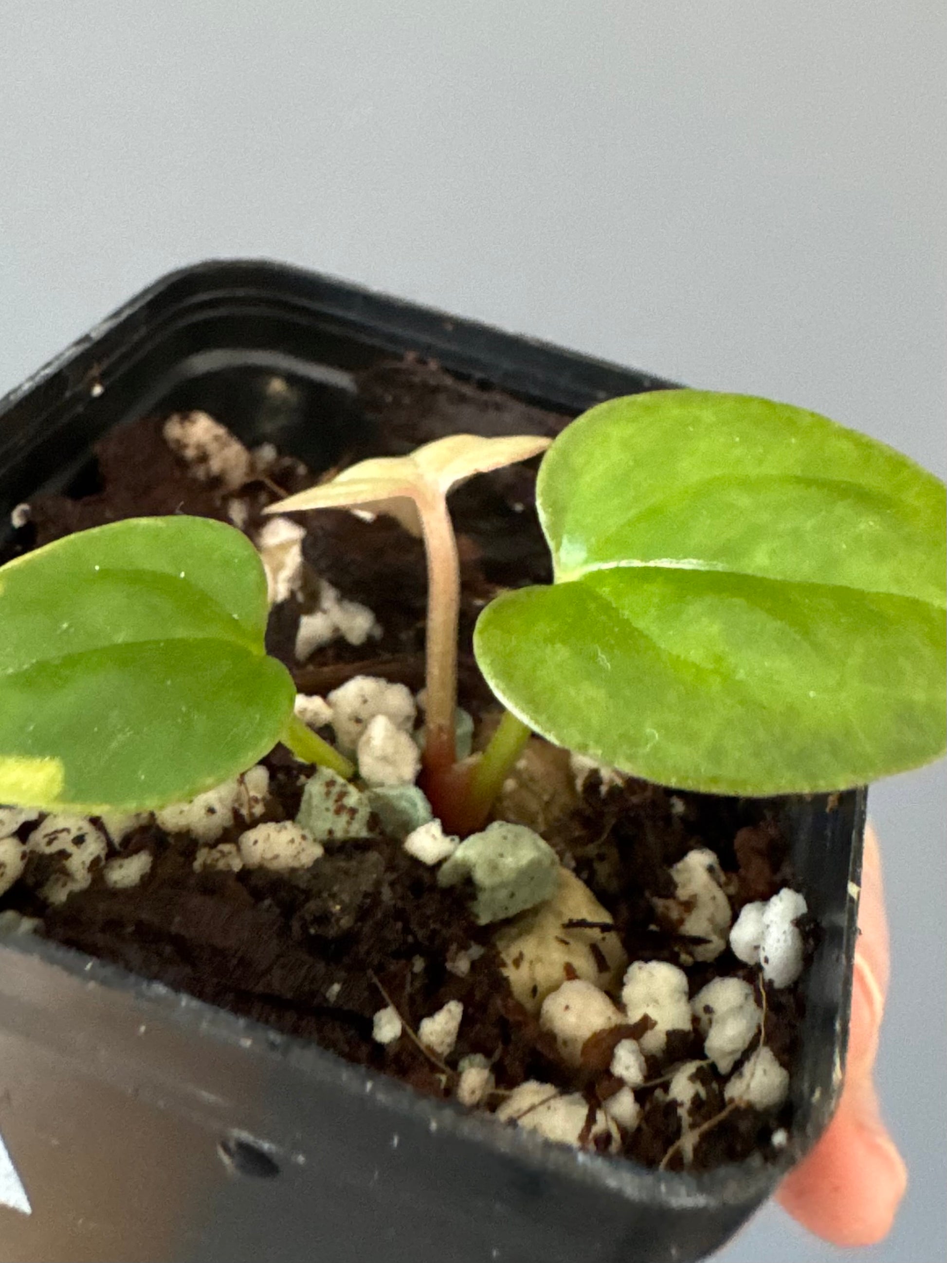 Anthurium Luxurians Hybrid (luxurians x warocqueanum(?))
