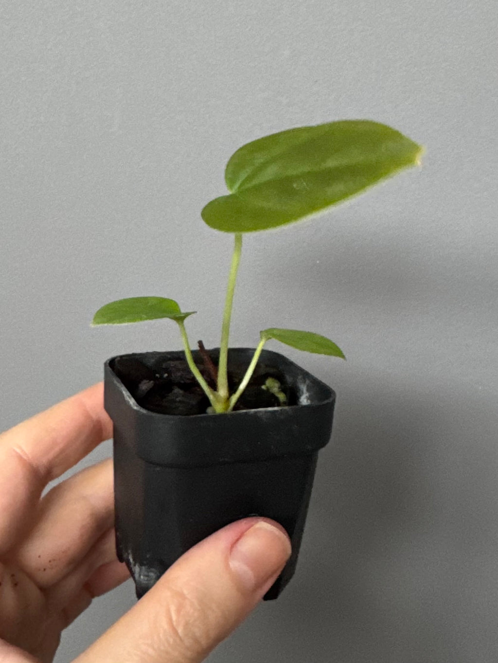 Anthurium papillilaminum x forgetii