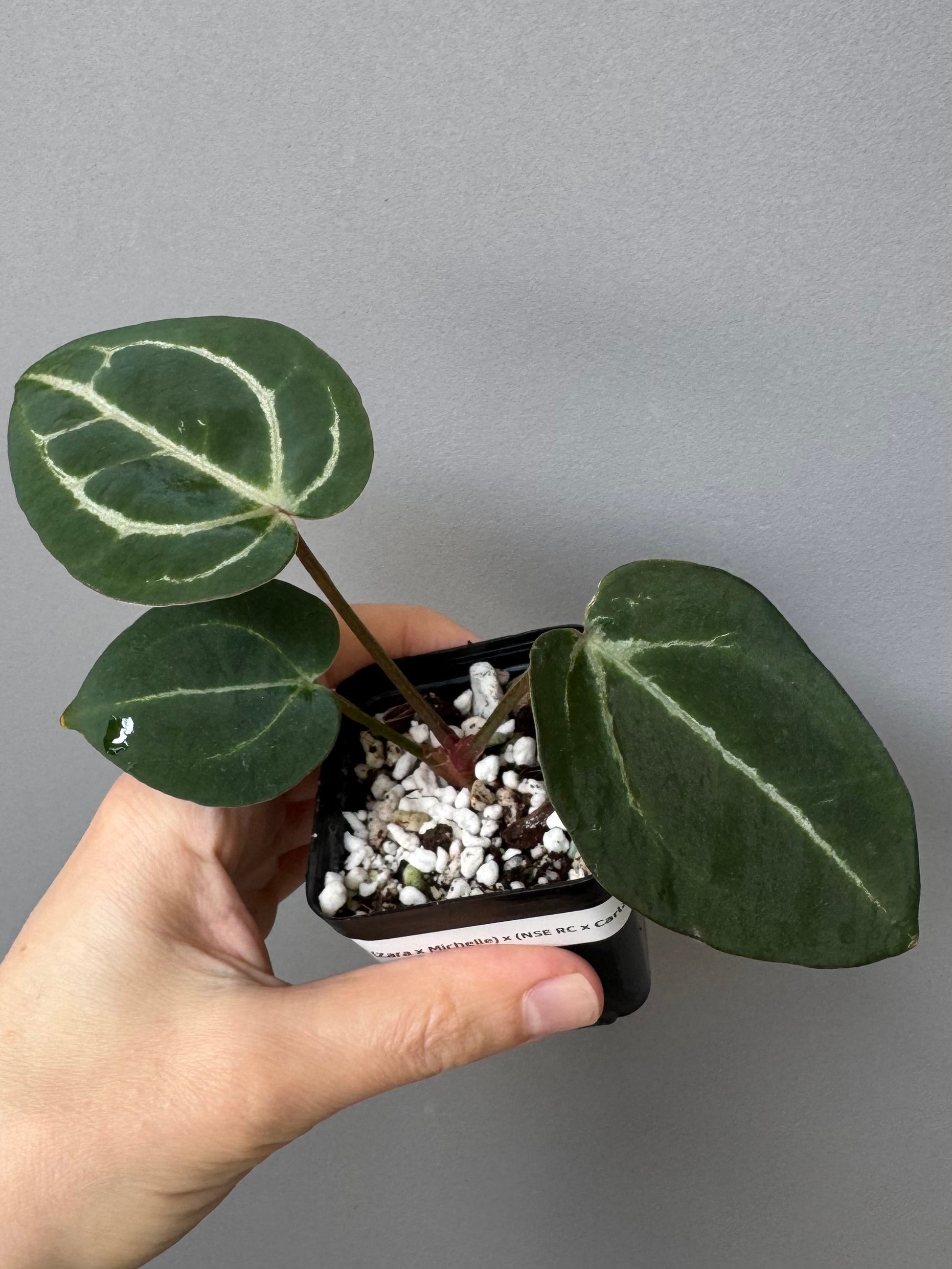 Anthurium (ZxM) x  (NSE Red Crystallinum x Carlablackiae)