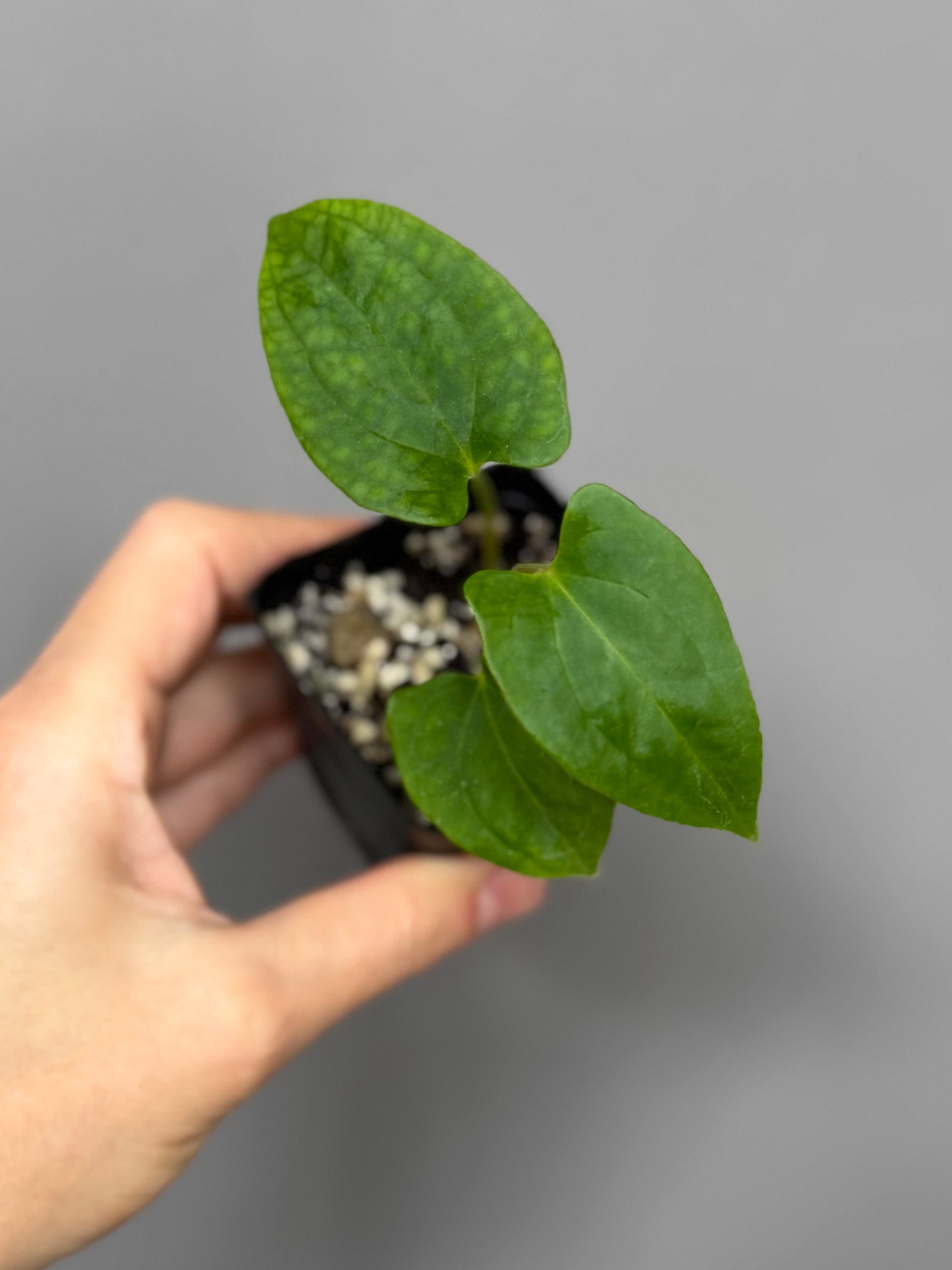 Anthurium papillilaminum Fort Sherman x RVDP (FSxRVDP)