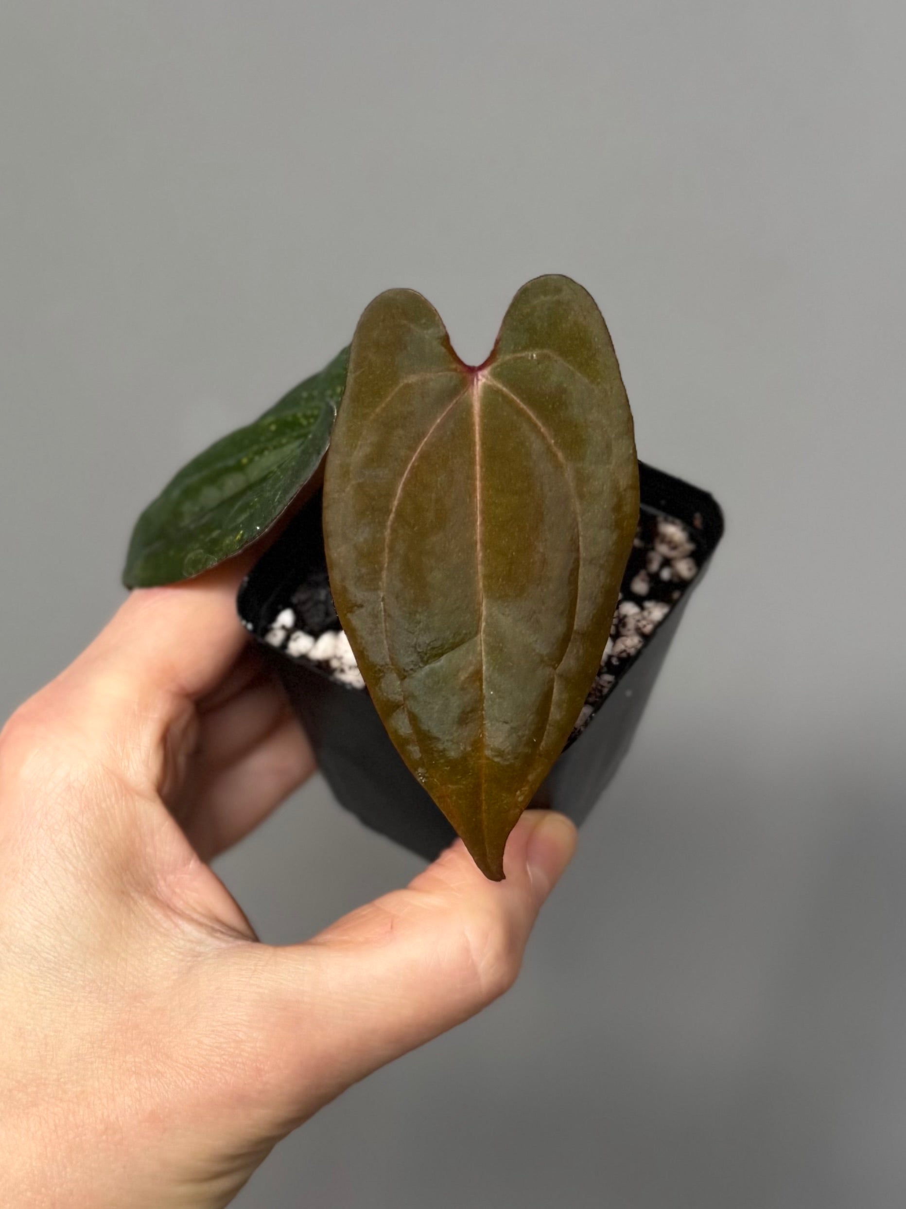 Anthurium RVDP - Red Vein Dark Phoenix - Klon