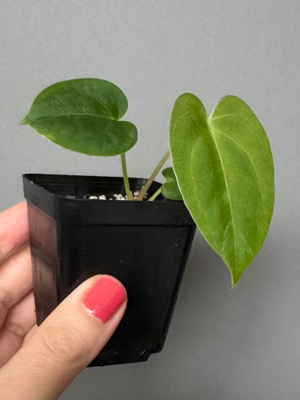 Papillilaminum K1xT5 - #2