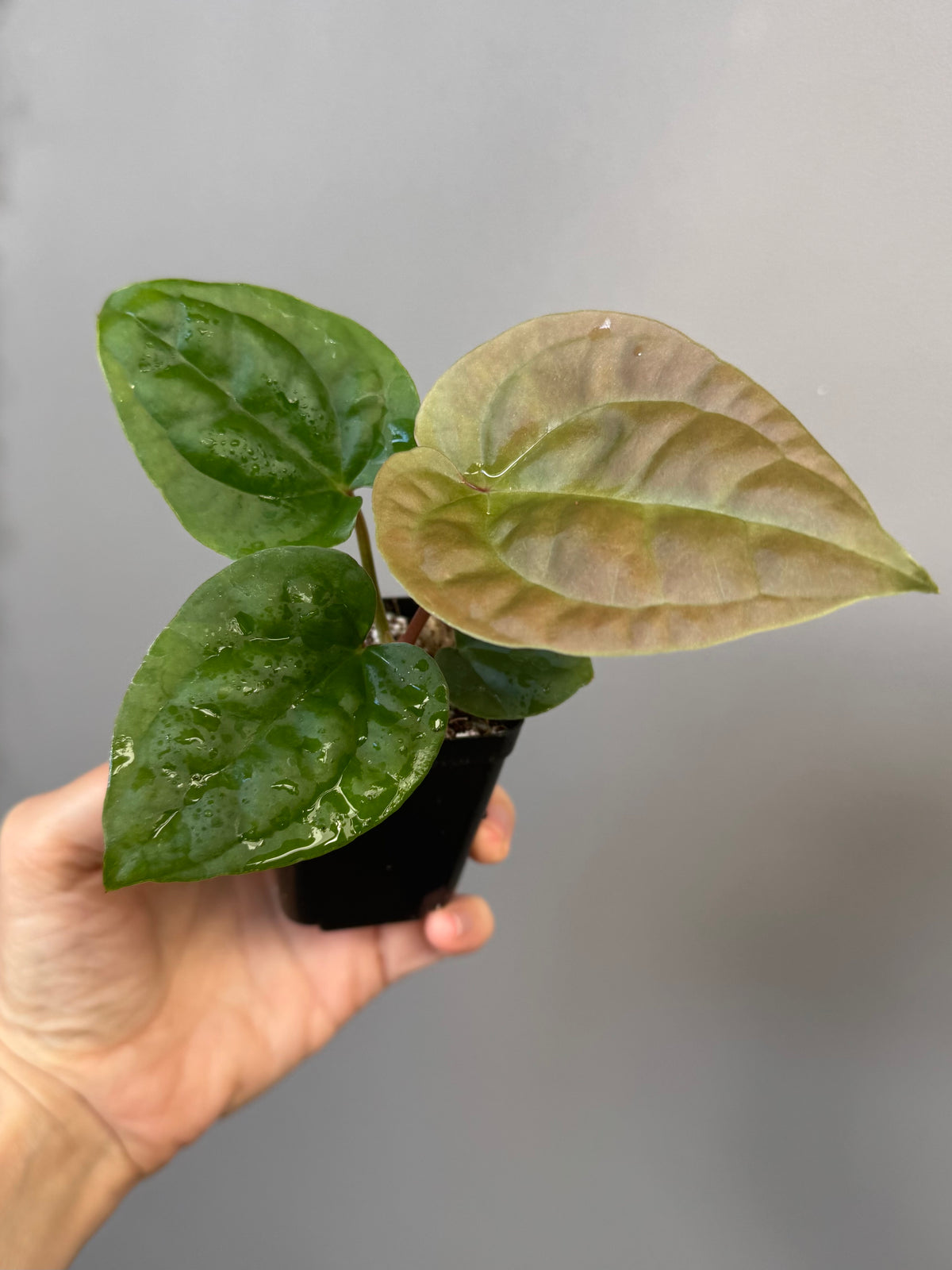 Anthurium Besseae aff. x luxurians