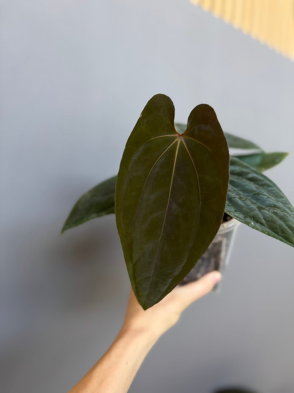 Anthurium (RGdressCarlaBVEP) x (PapA+xBVEP)