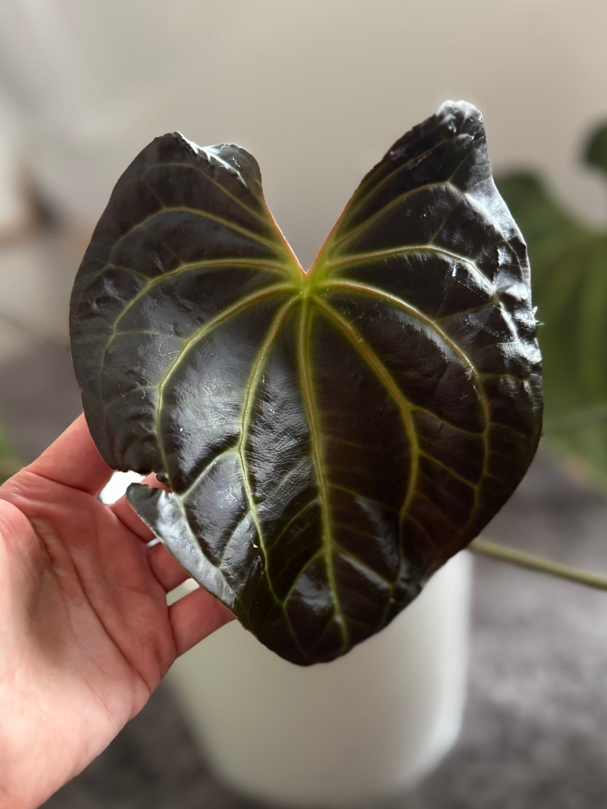 Anthurium besseae aff. x luxurians-  gekeimte Seeds