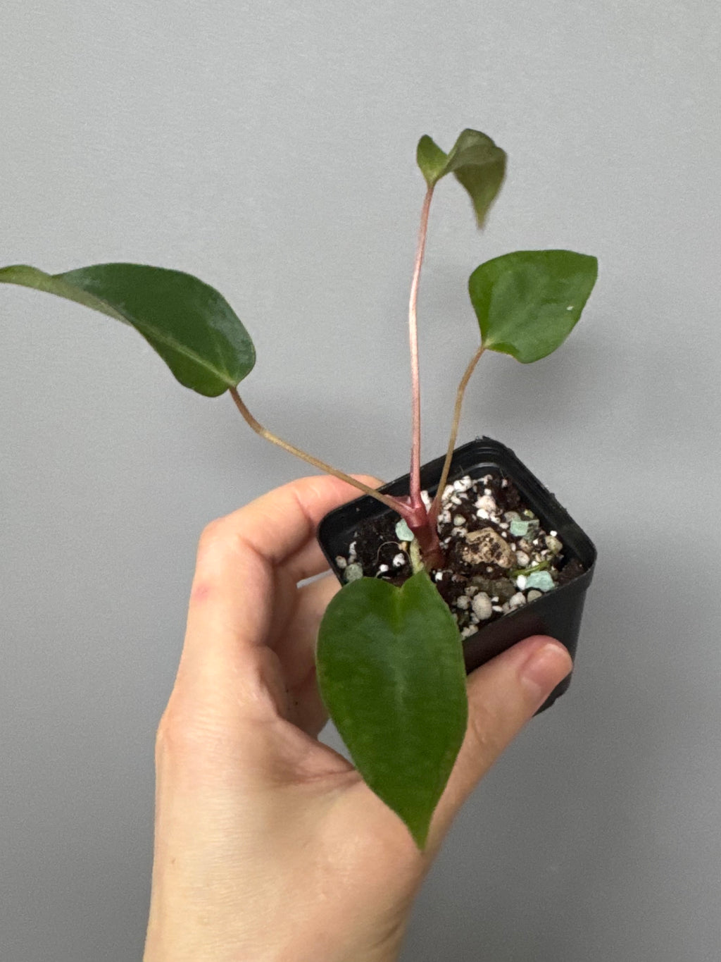 Anthurium (MagCrystal x NoID) x Papillilaminum