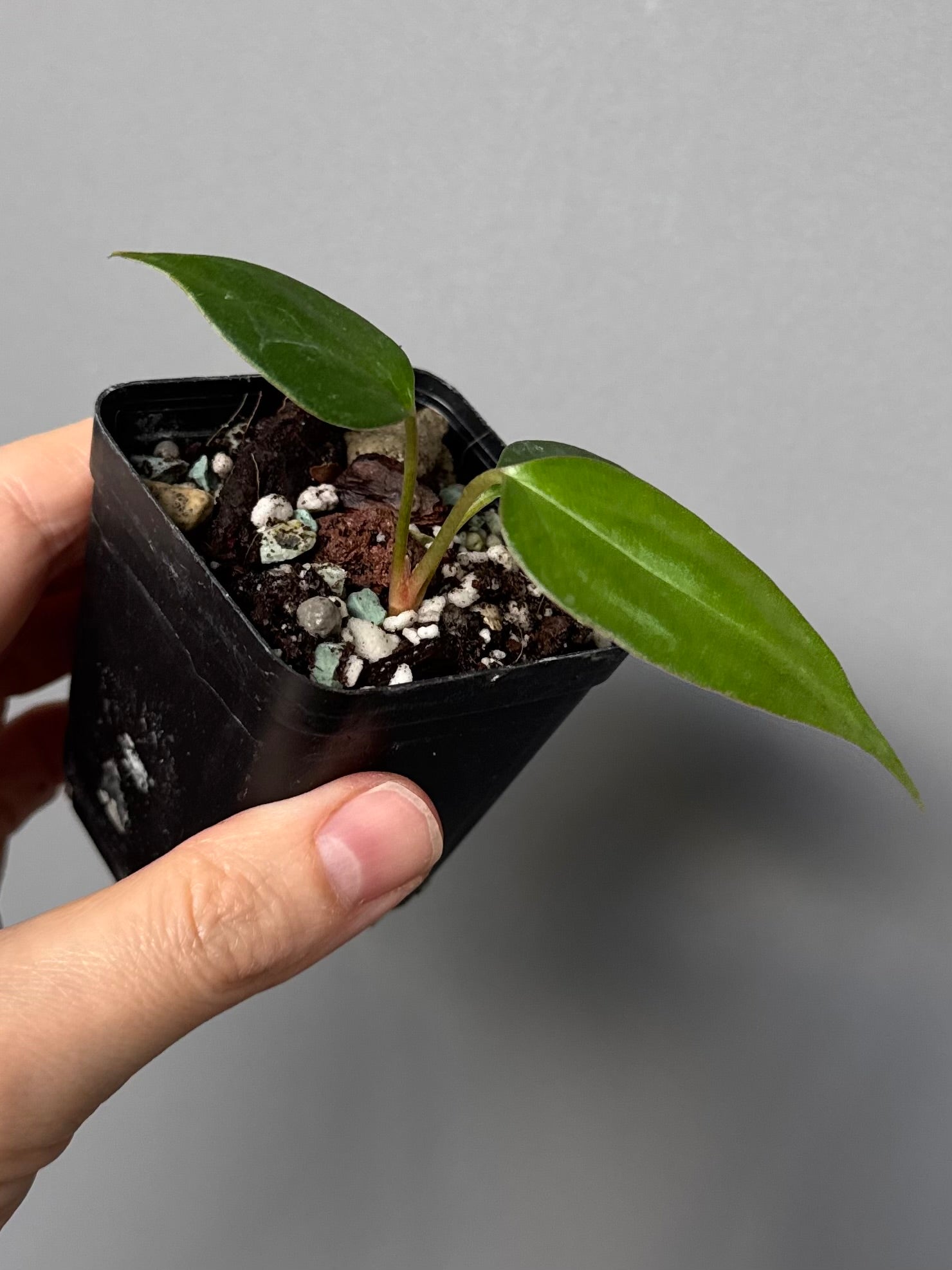 Anthurium Black War (Black Sweet x warocqueanum, von diamondplants_)