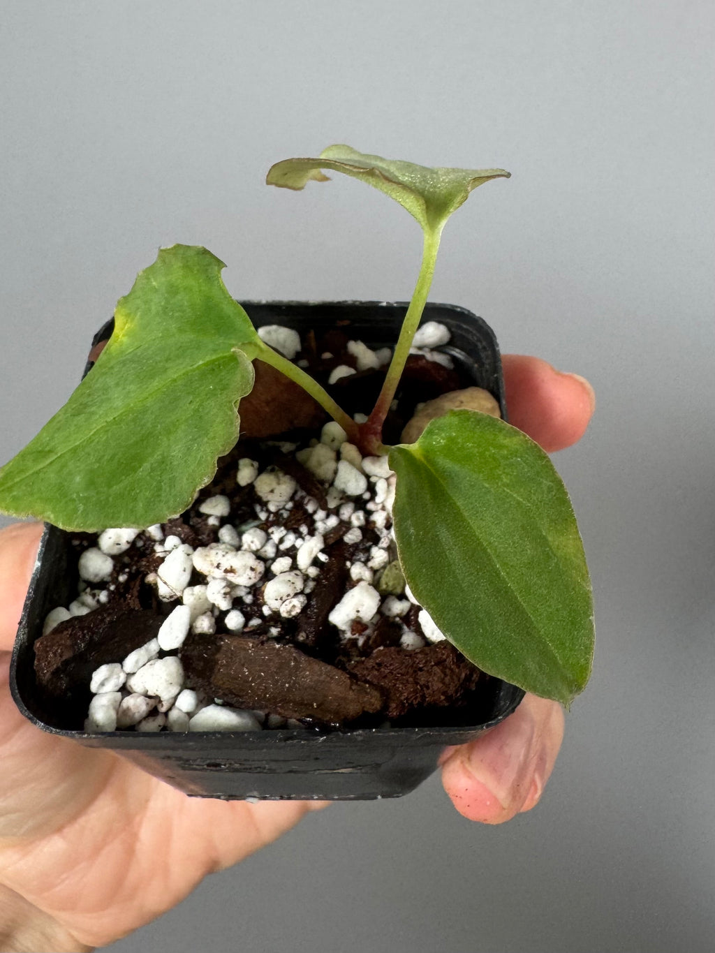 Anthurium BVEP ‘Purple Rain’ clone