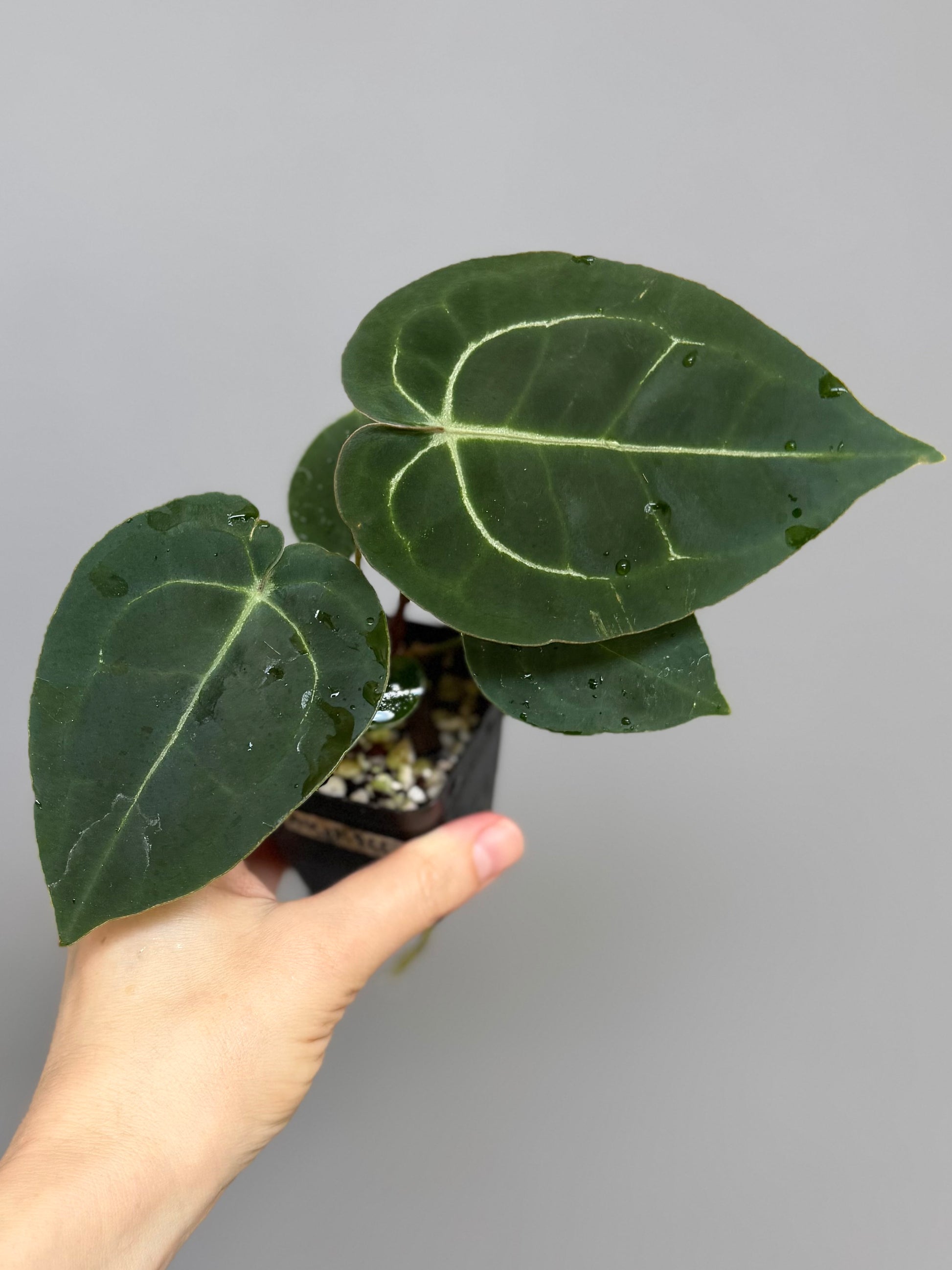 Anthurium (AOS x forgetii) x (NSE Red Crystallinum x Carlablackiae)
