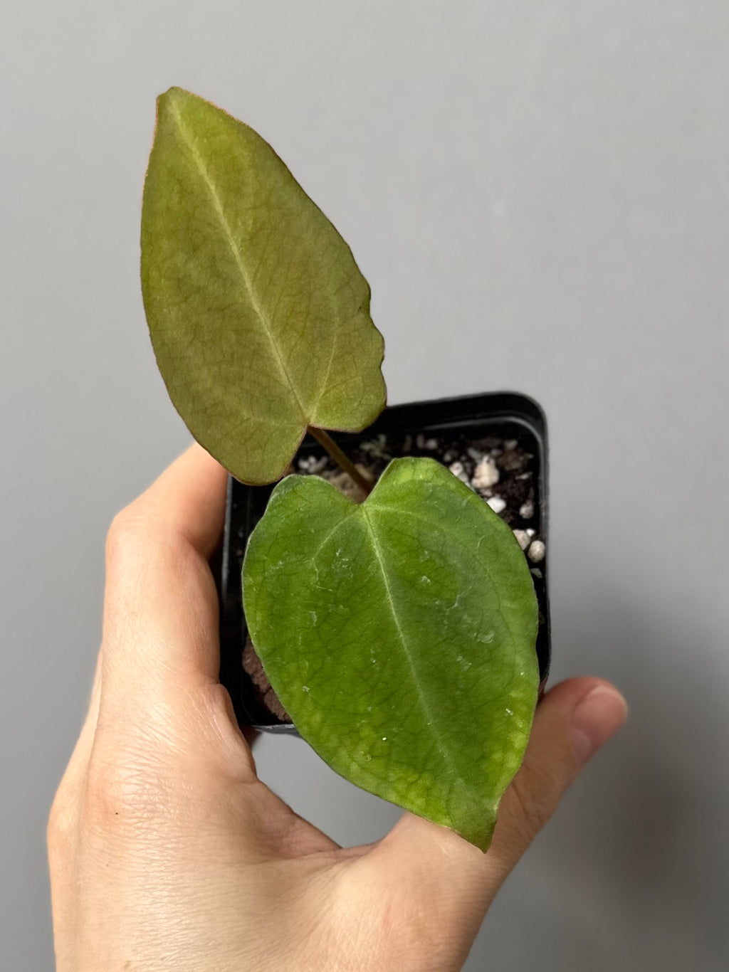 Anthurium NSE CarlaX x complex KOS/HU Hybrid