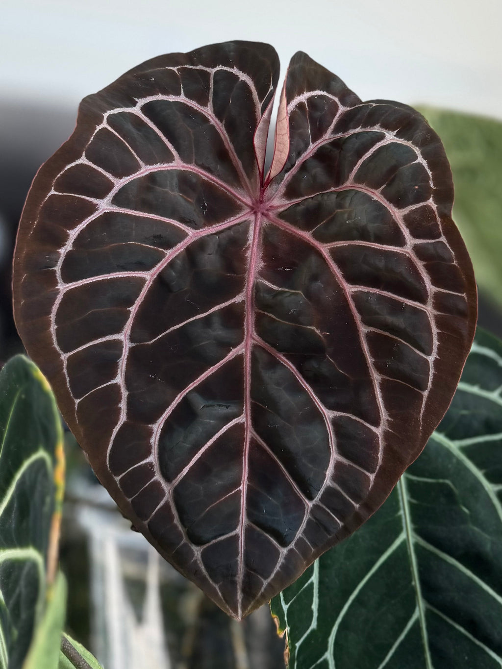 *Birthday SPECIAL* Anthurium Red Crystallinum Hybrid Set
