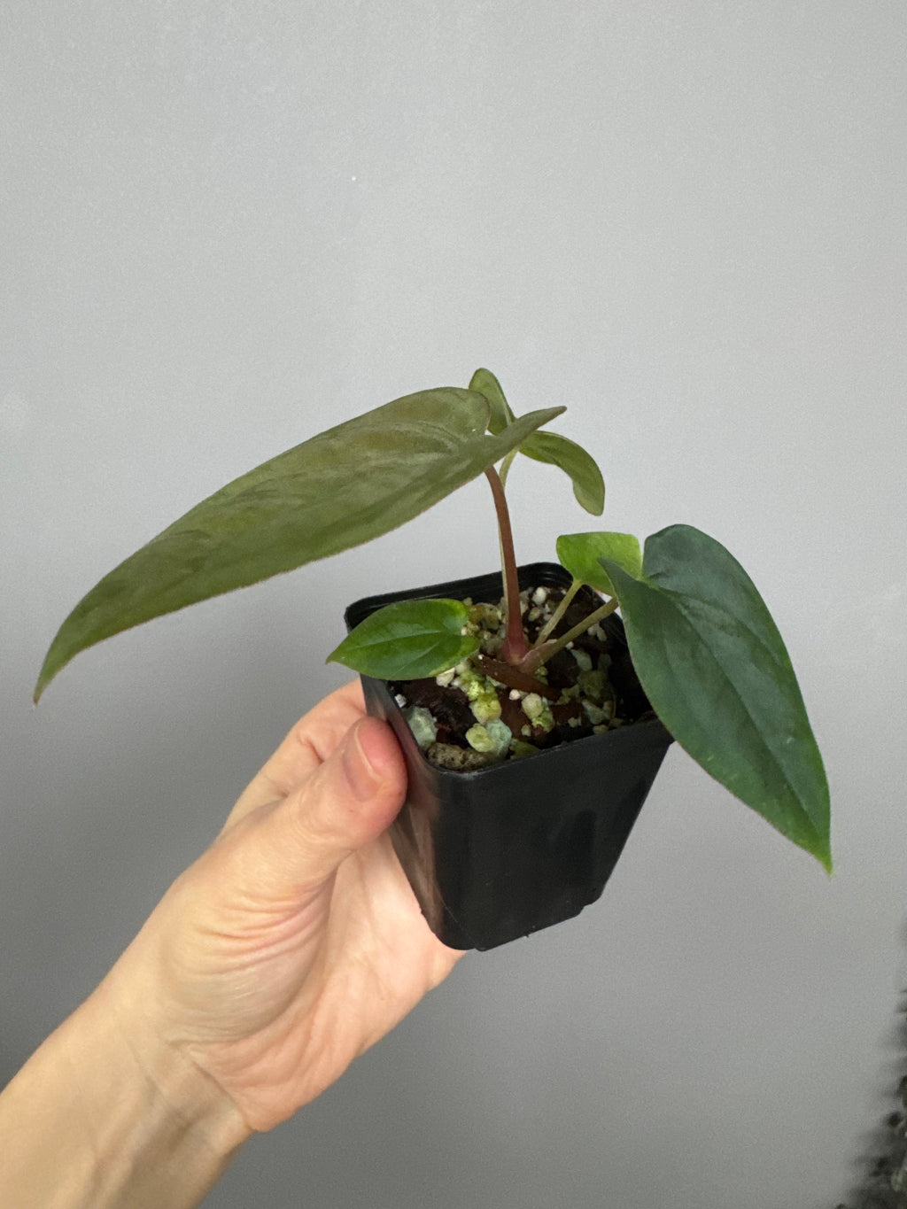 Anthurium Antolakii/ BVEP (Round x Felix) X Felix (Justin Jones / createdinagarden)
