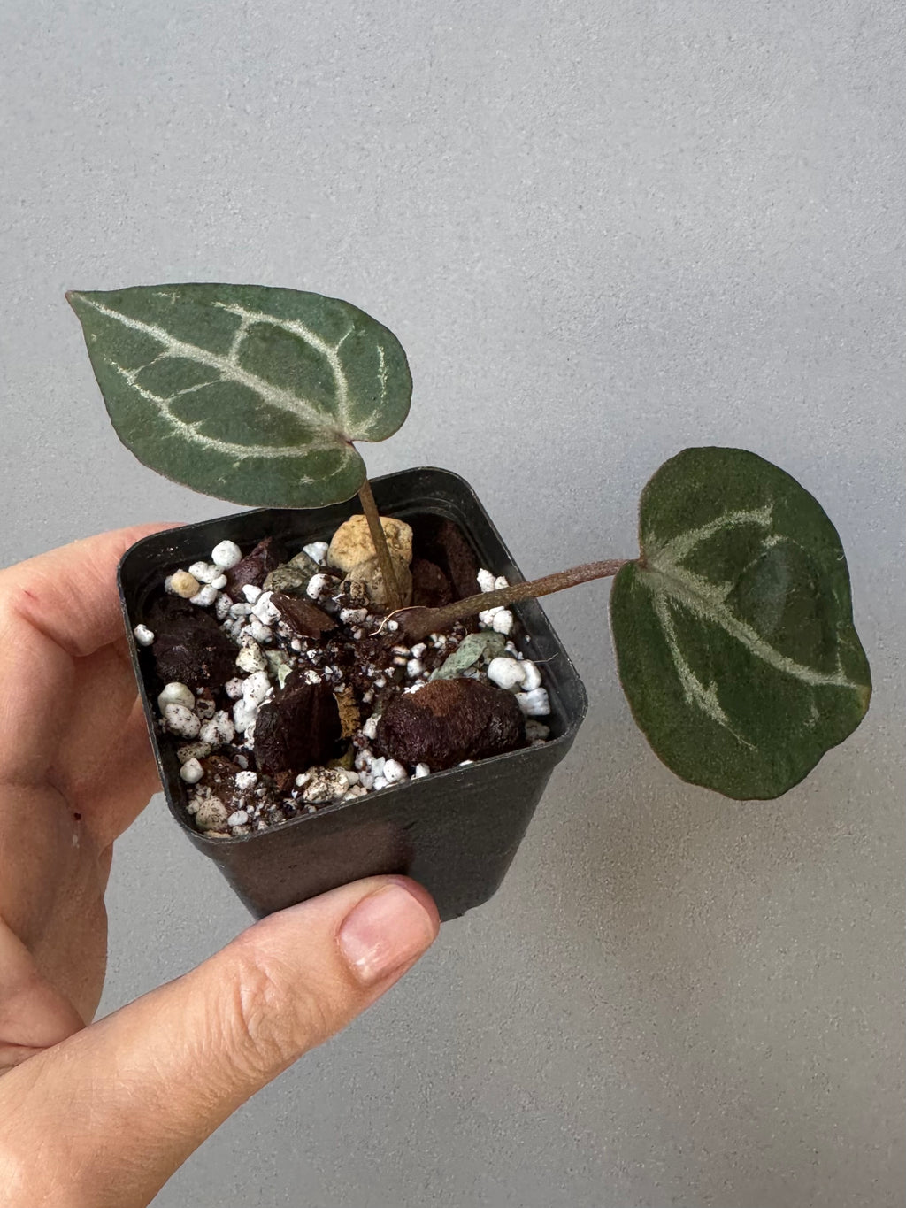 Anthurium Michelle