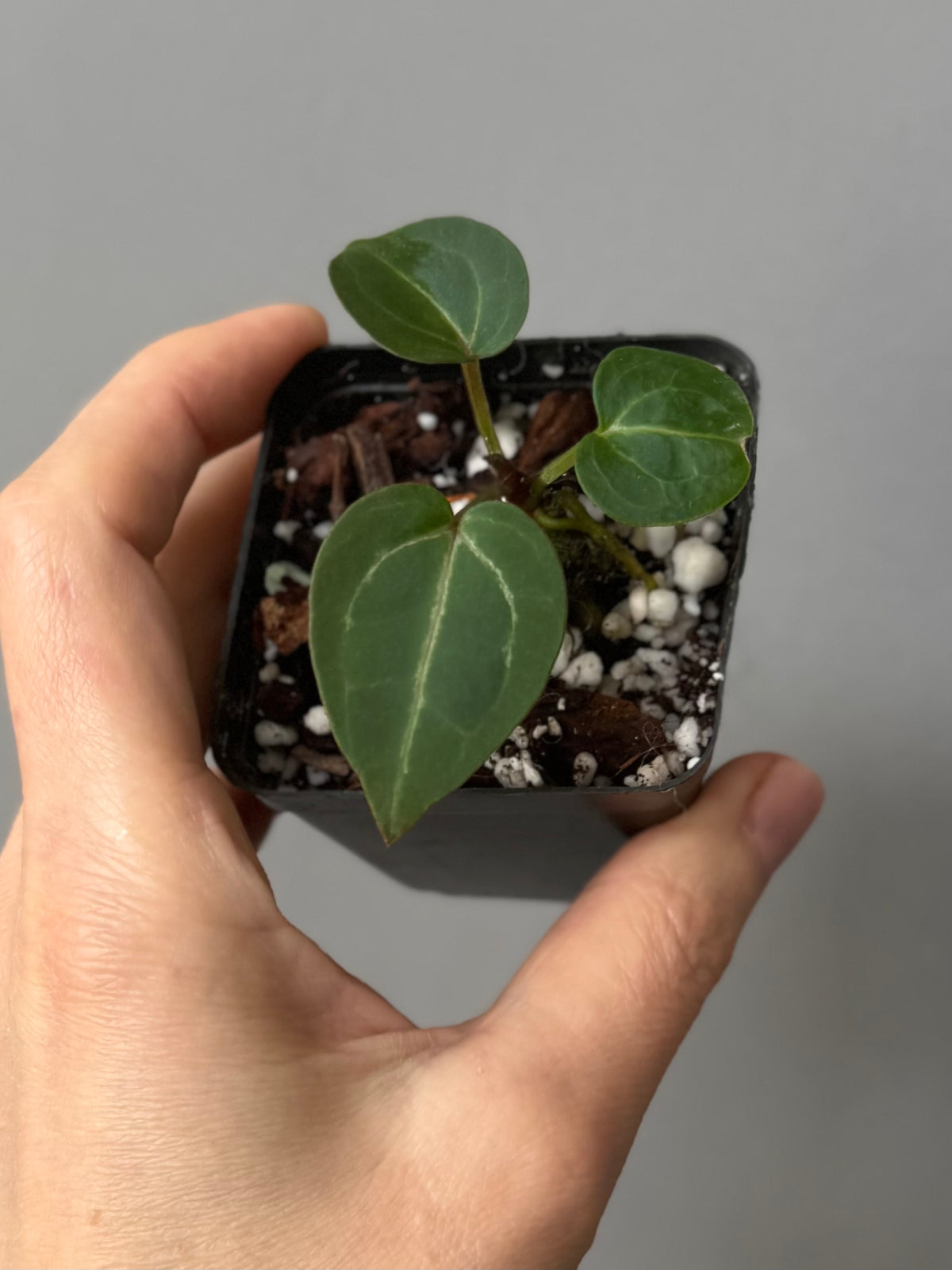 Anthurium Crystallinum Select Color x Michelle