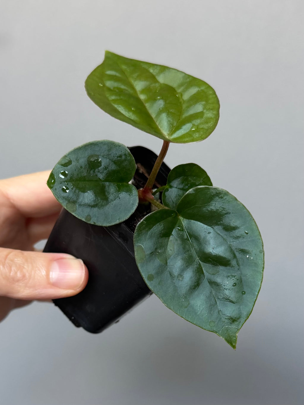Anthurium ZxM x luxurians