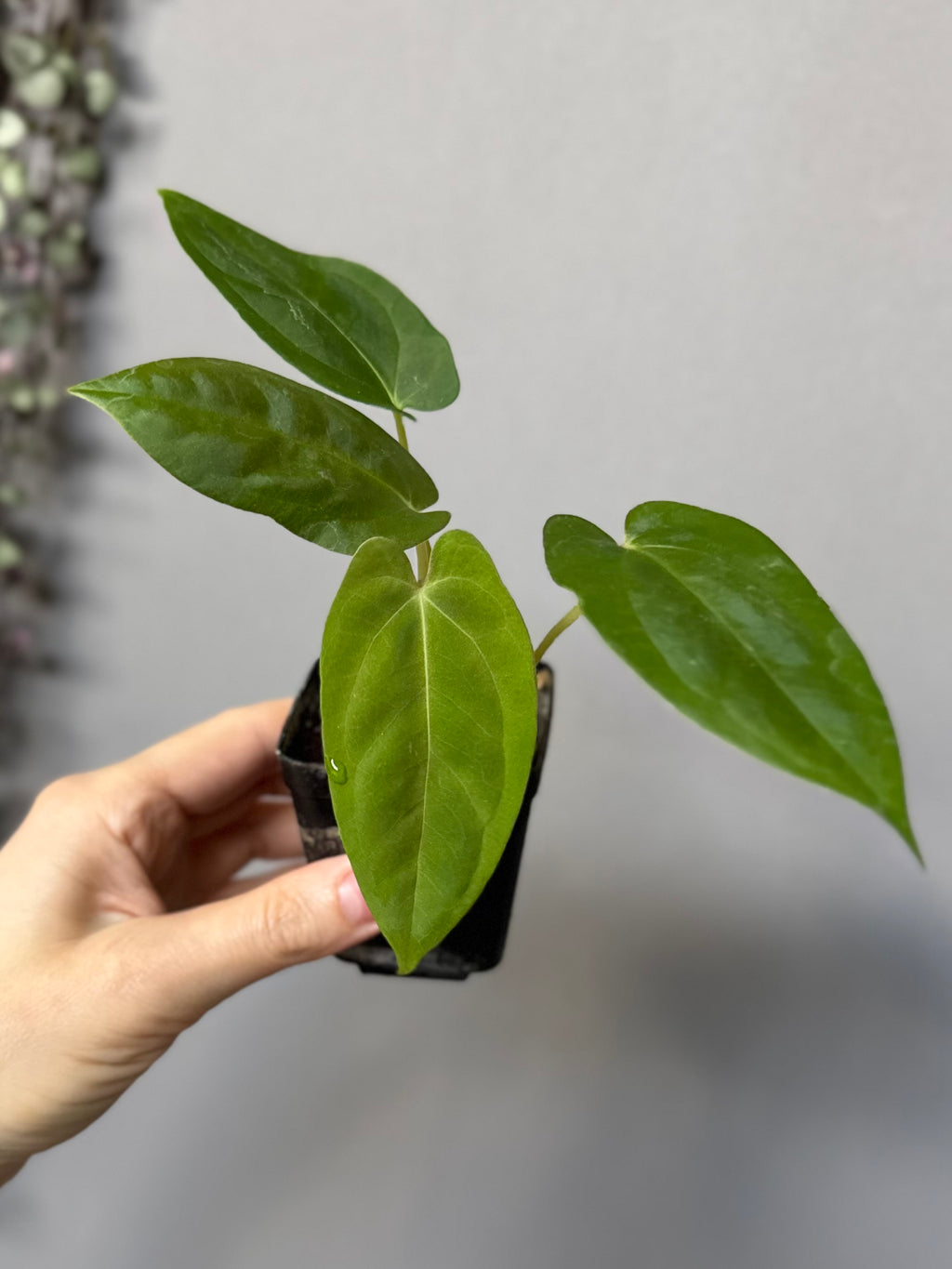 Papillilaminum K1xT5 #3