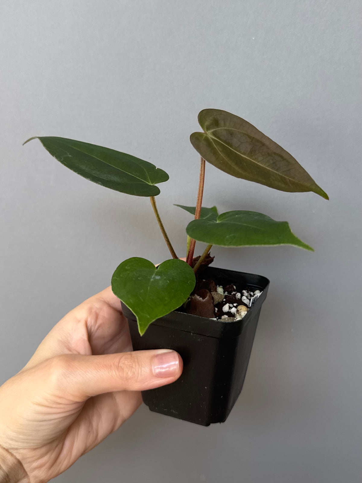 Anthurium (PapillilaminumX x (KOS x Silver Blush)) X (NSE Red Crystallinum x carlablackiae)
