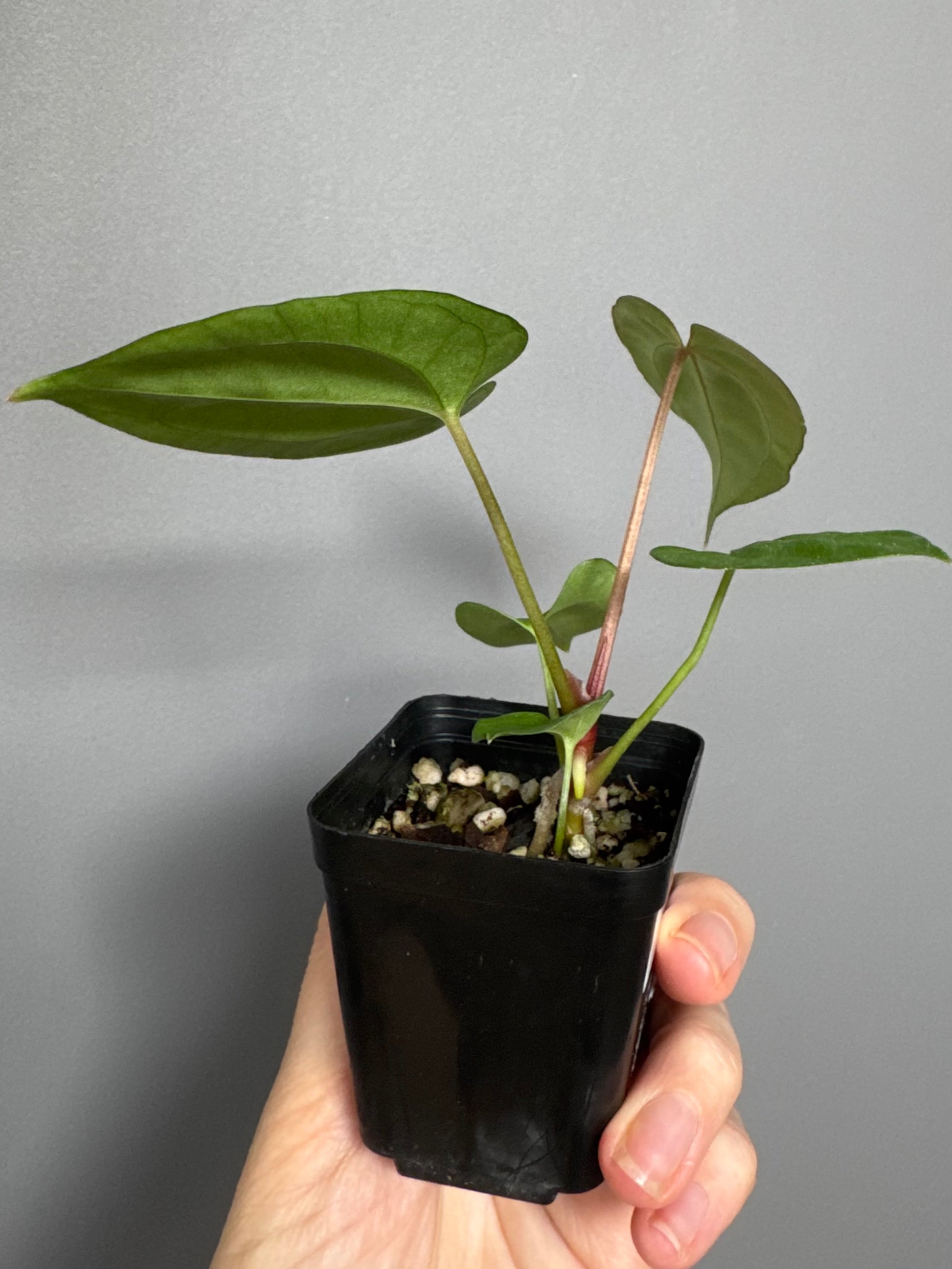 Anthurium Besseae aff. x Papillilaminum