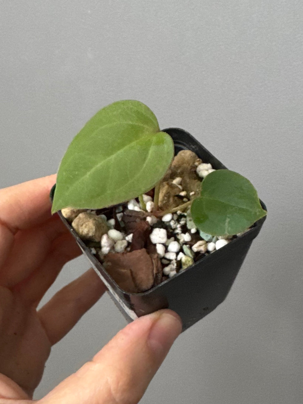 Anthurium CV Carmesim x ZxM