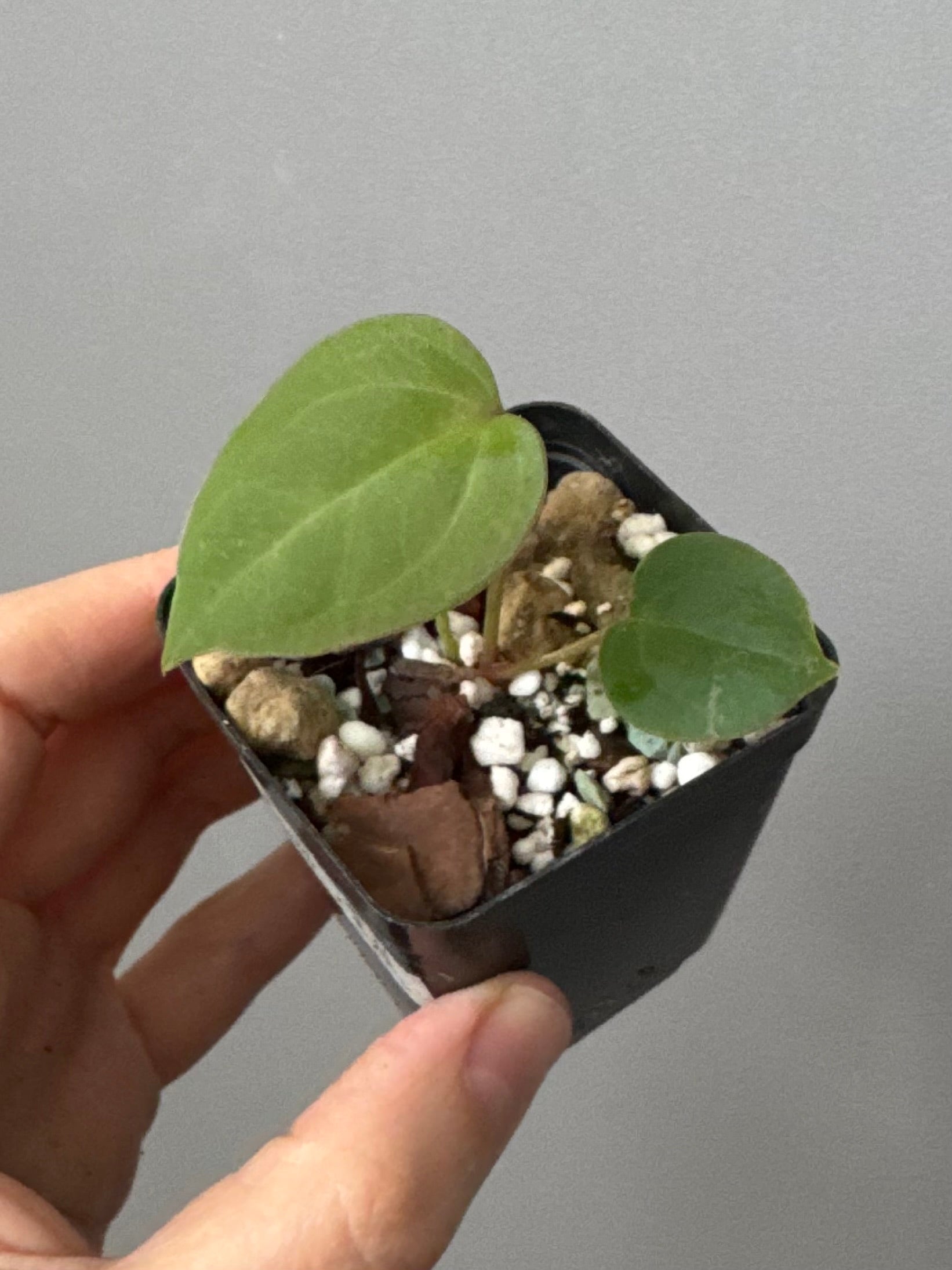 Anthurium CV Carmesim x ZxM
