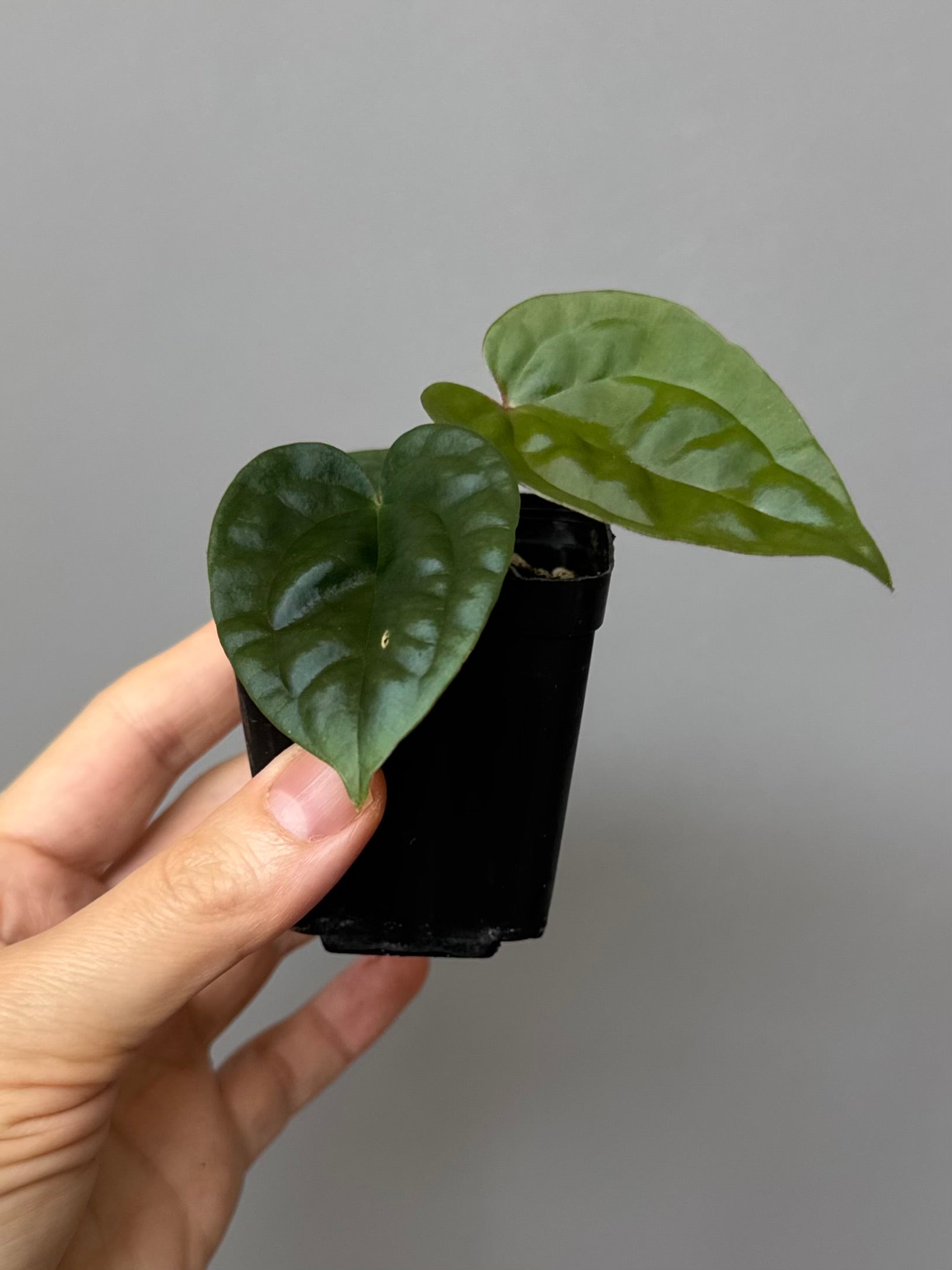 Anthurium ZxM x luxurians