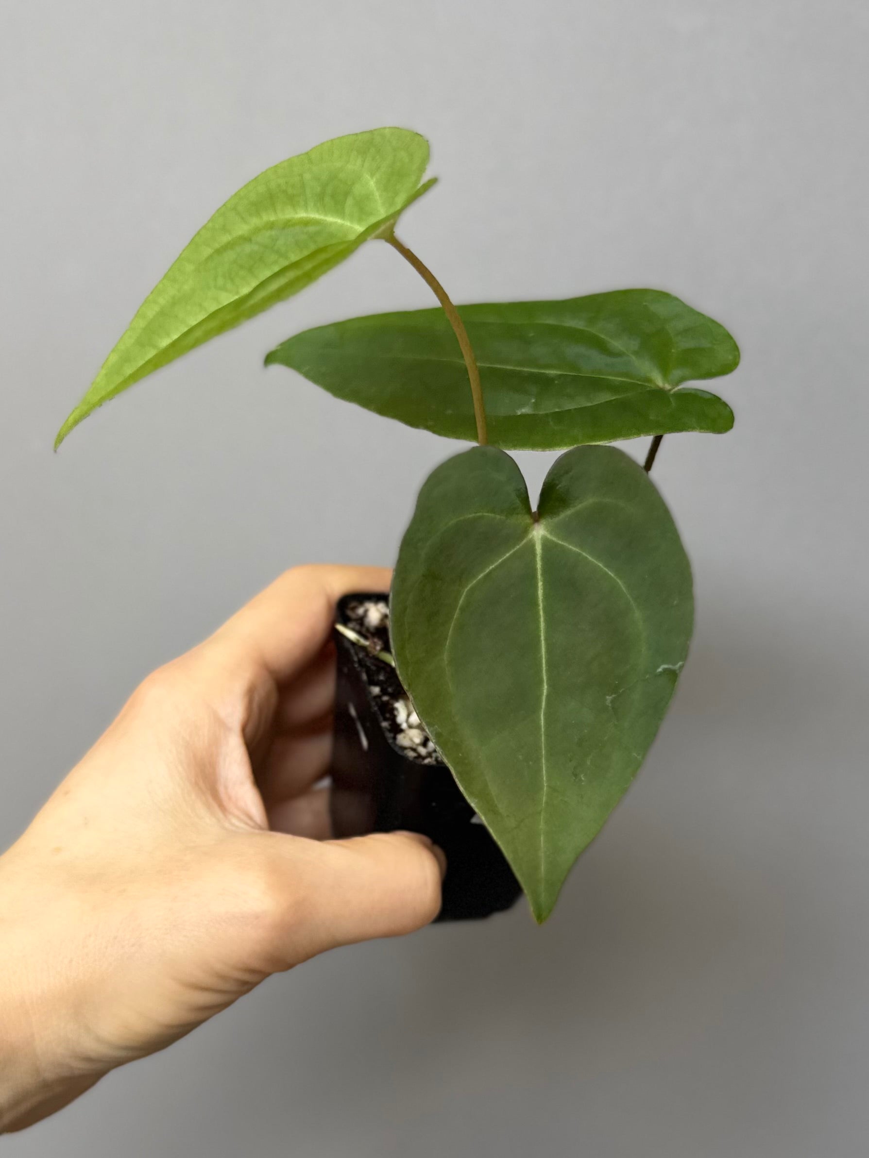 Anthurium NoID x (AOS x forgetii)