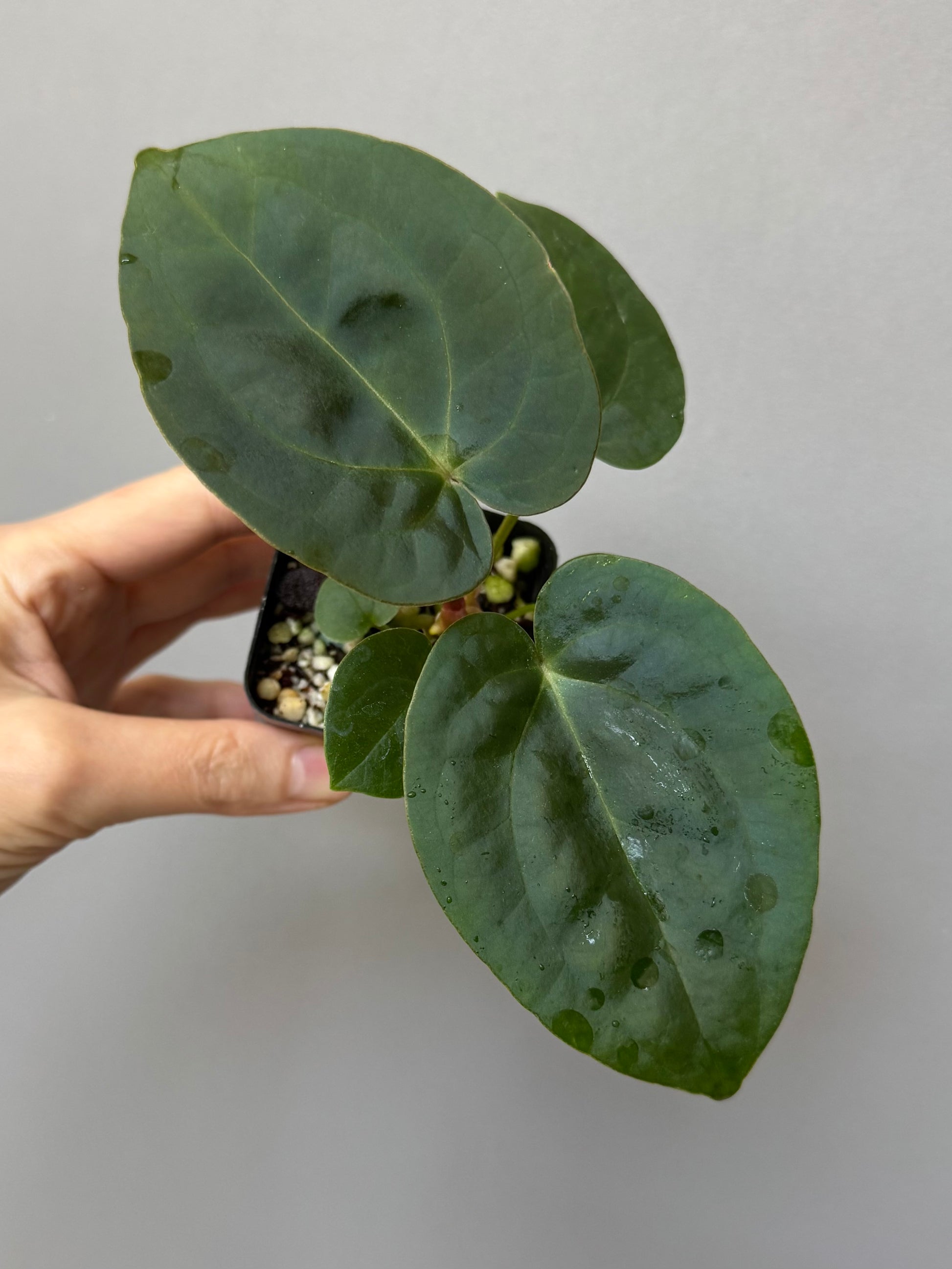Anthurium (AOS x forgetii) x (NSE Red Crystallinum x Carlablackiae)