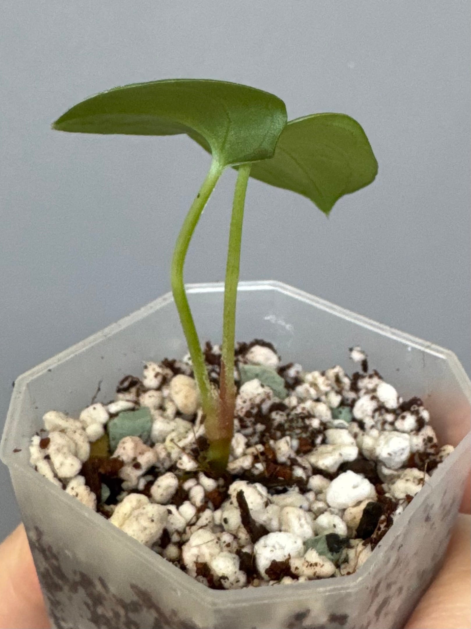 anthurium midnight velvet Anthurium ((Midnight Velvet x Red Studd) x NSE CarlaX) x RVDP – crystallinum & co
