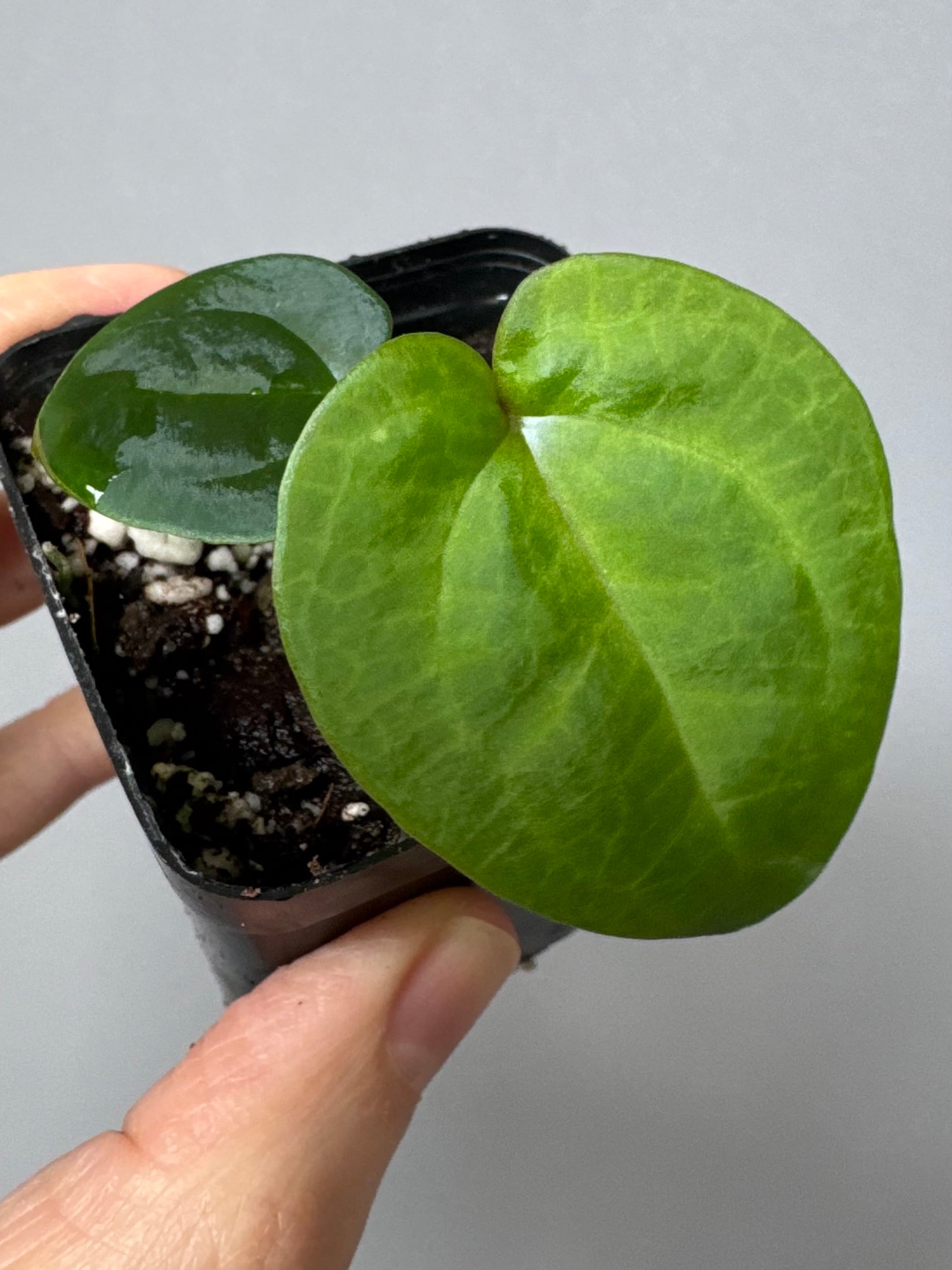 Anthurium (AOS x forgetii) x RVDP