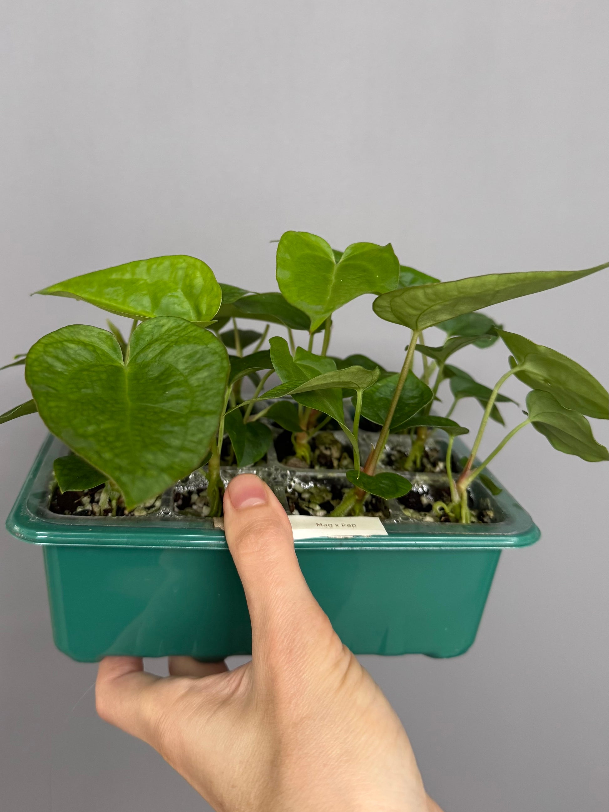Anthurium magnificum x papillilaminum seedlings