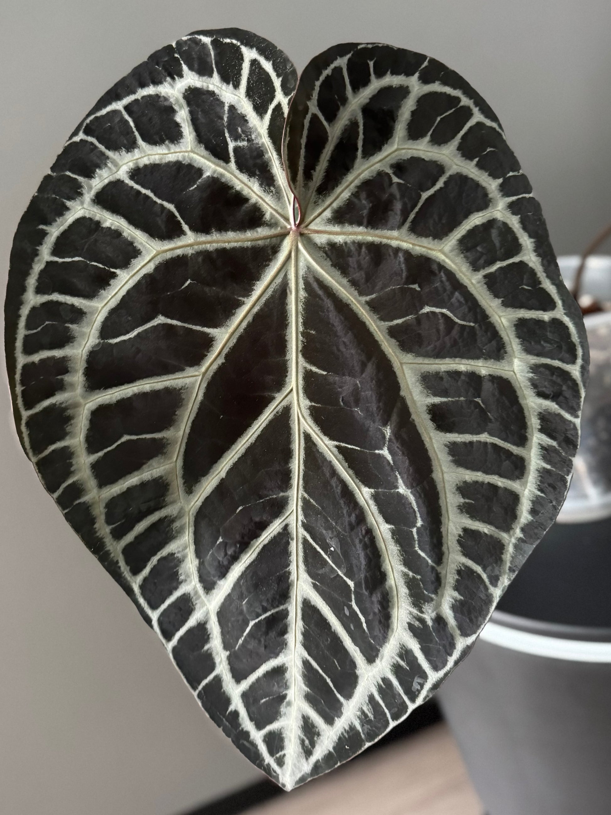 Anthurium Crystallinum Select Color x M