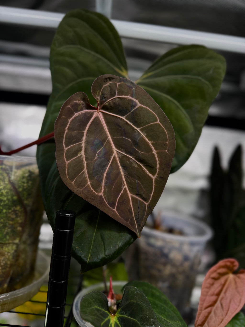 Anthurium (AOS x forgetii) x (NSE Red Crystallinum x carlablackiae)- germinated seeds