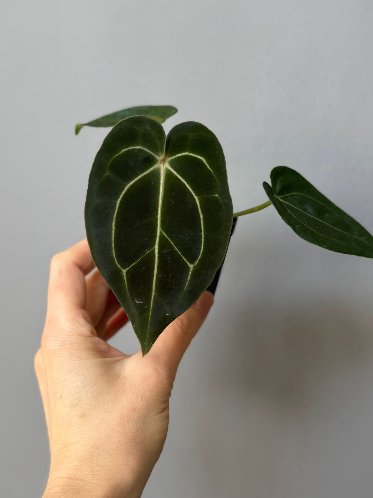 Anthurium (AOS x forgetii) x (NSE Red Crystallinum x Carlablackiae)