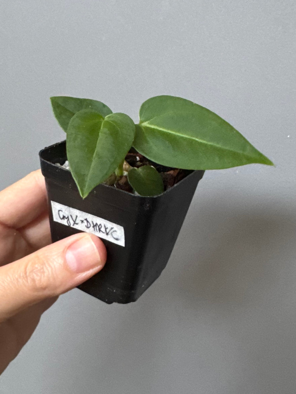 Anthurium (CrystallimumX x Indo portillae) x (DH x RVC)
