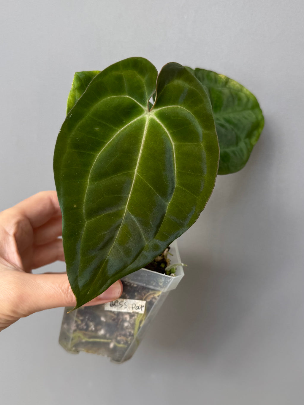 Anthurium Besseae aff. x Papillilaminum