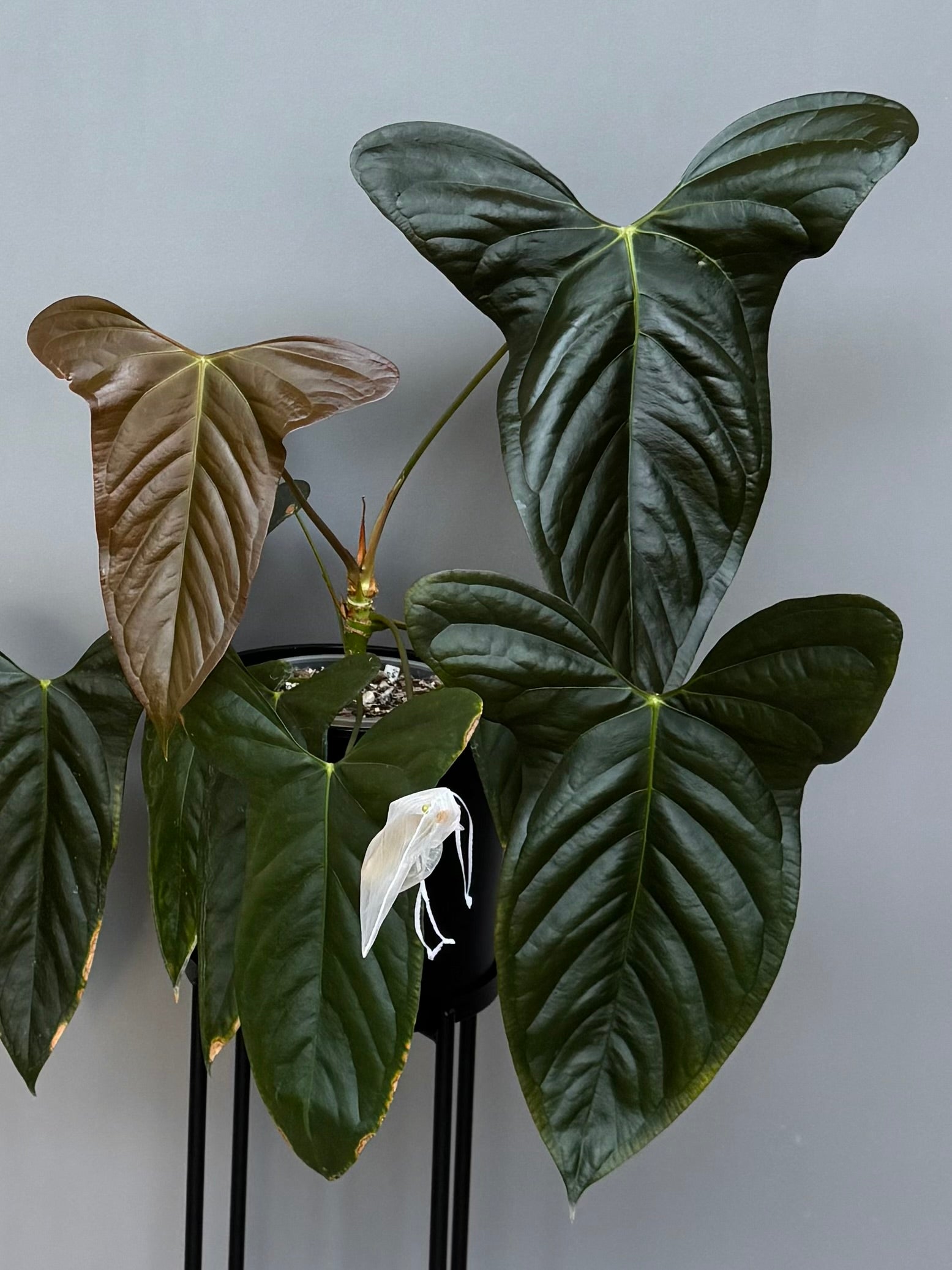 Anthurium Subsignatum x papillilaminum ‚Marie‘