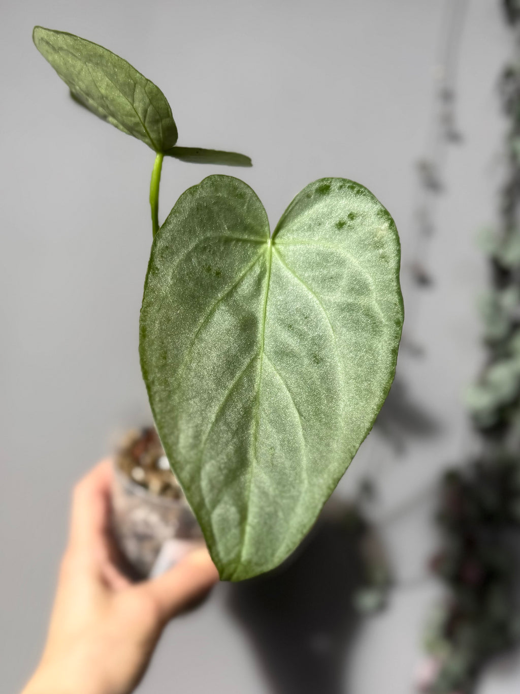 Anthurium Super Silver