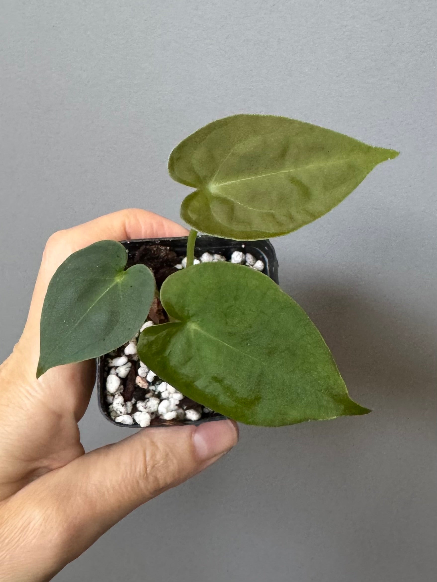 Anthurium forgetii df x papillilaminumX (by formundflora)