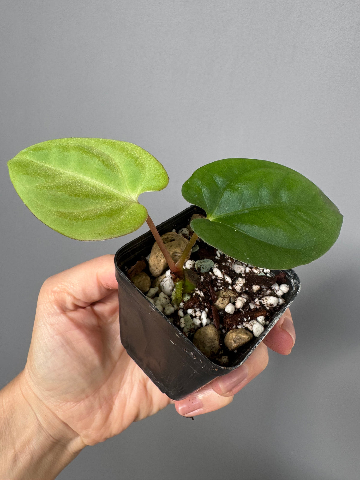 Anthurium Papillilaminum round x Darkest Panama (by 4aroids)