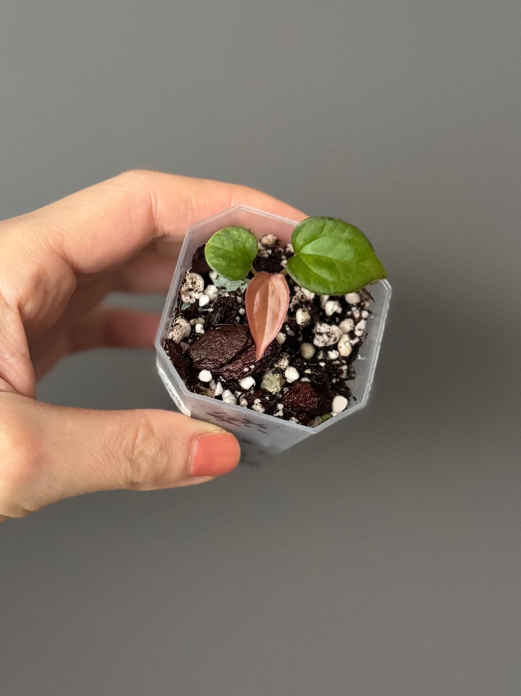 Anthurium BVEP x luxurians (Scott)