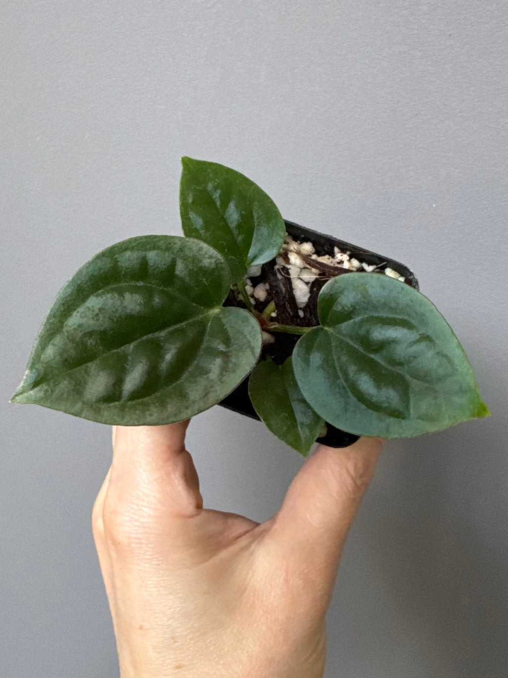 Anthurium (papillilaminum Hybrid x (KOS x Silver Blush)) X luxurians