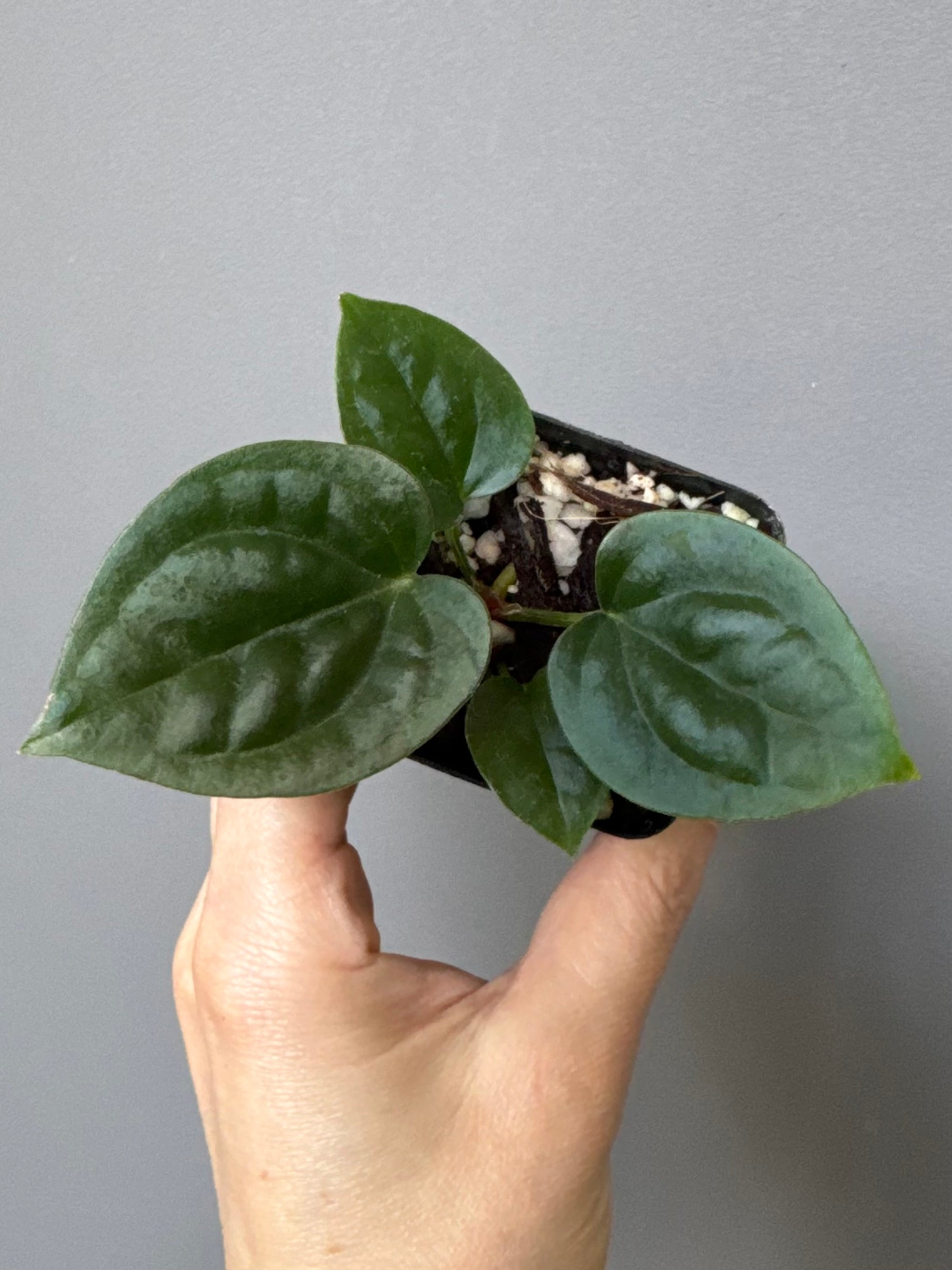 Anthurium (papillilaminum Hybrid x (KOS x Silver Blush)) X luxurians