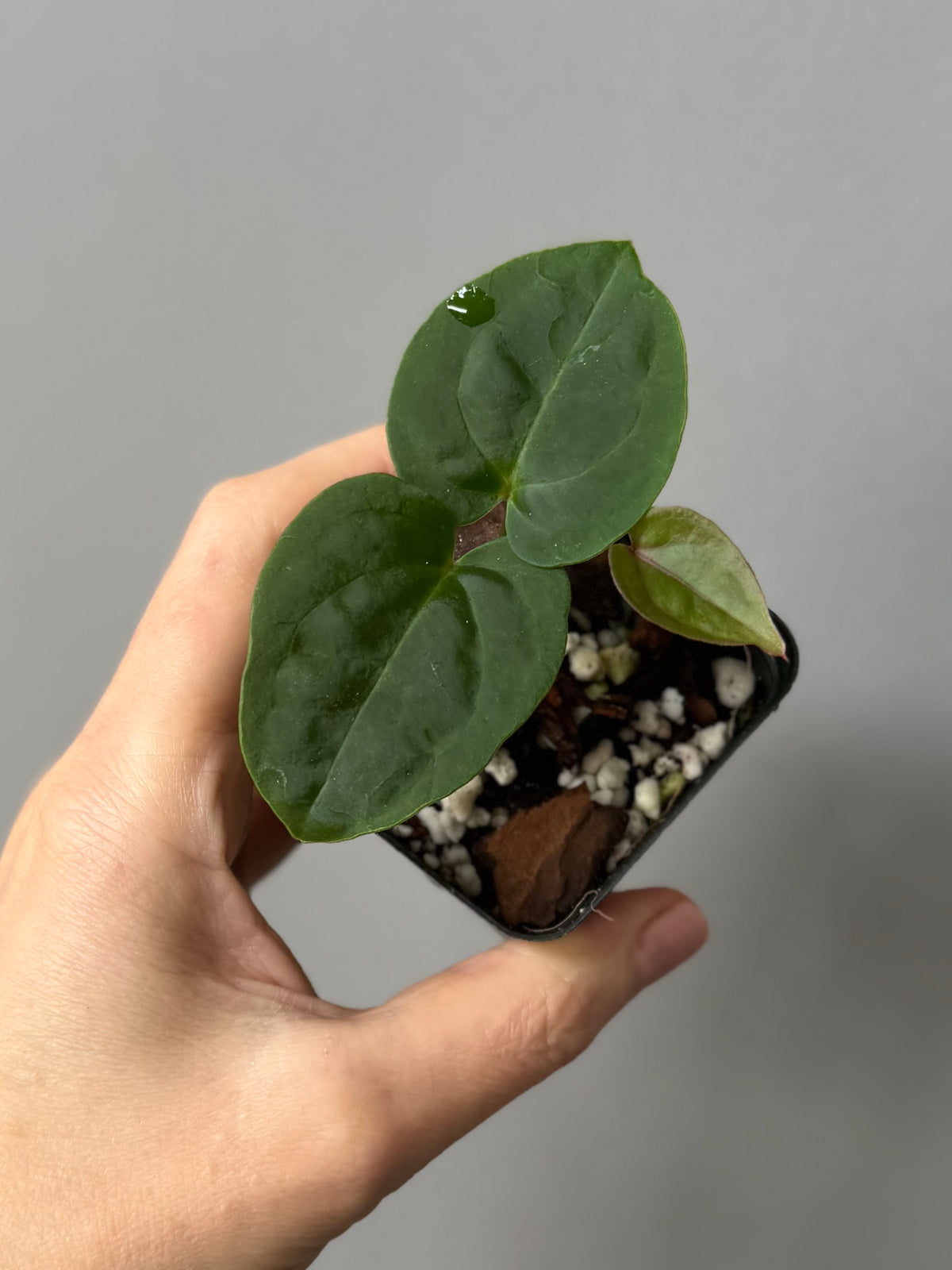 Anthurium ‚Bloodmoon‘ clone