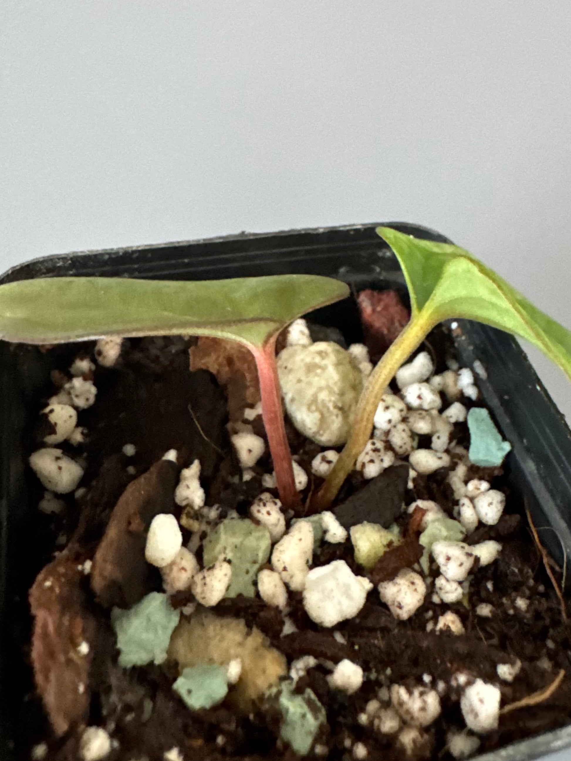 Anthurium cerrocampanense x RG dressleri