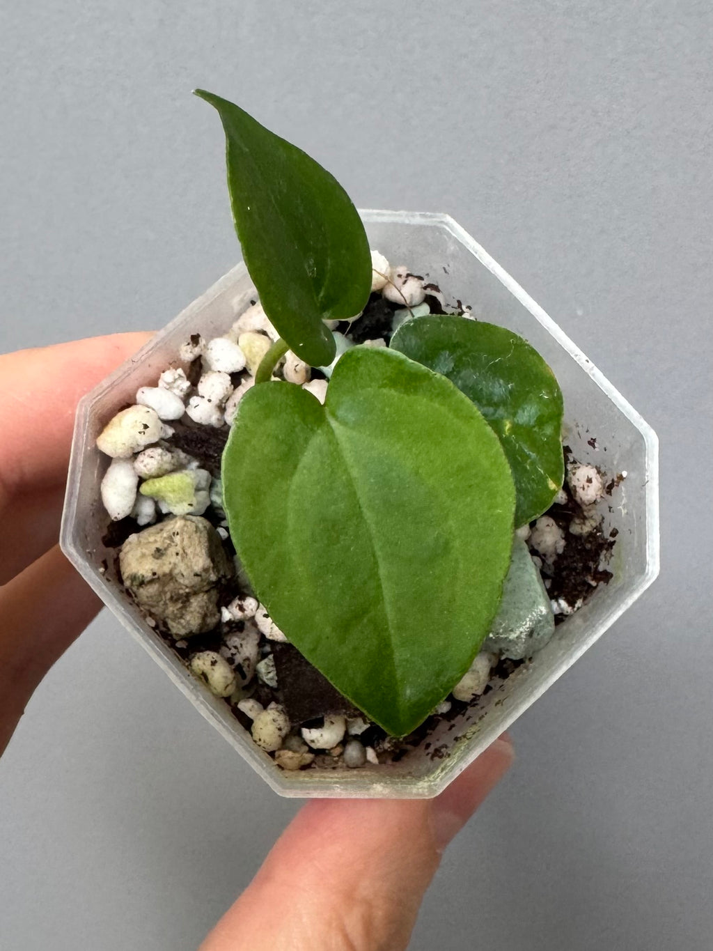 Midnight Velvet ‚Deep Ruby‘ clone
